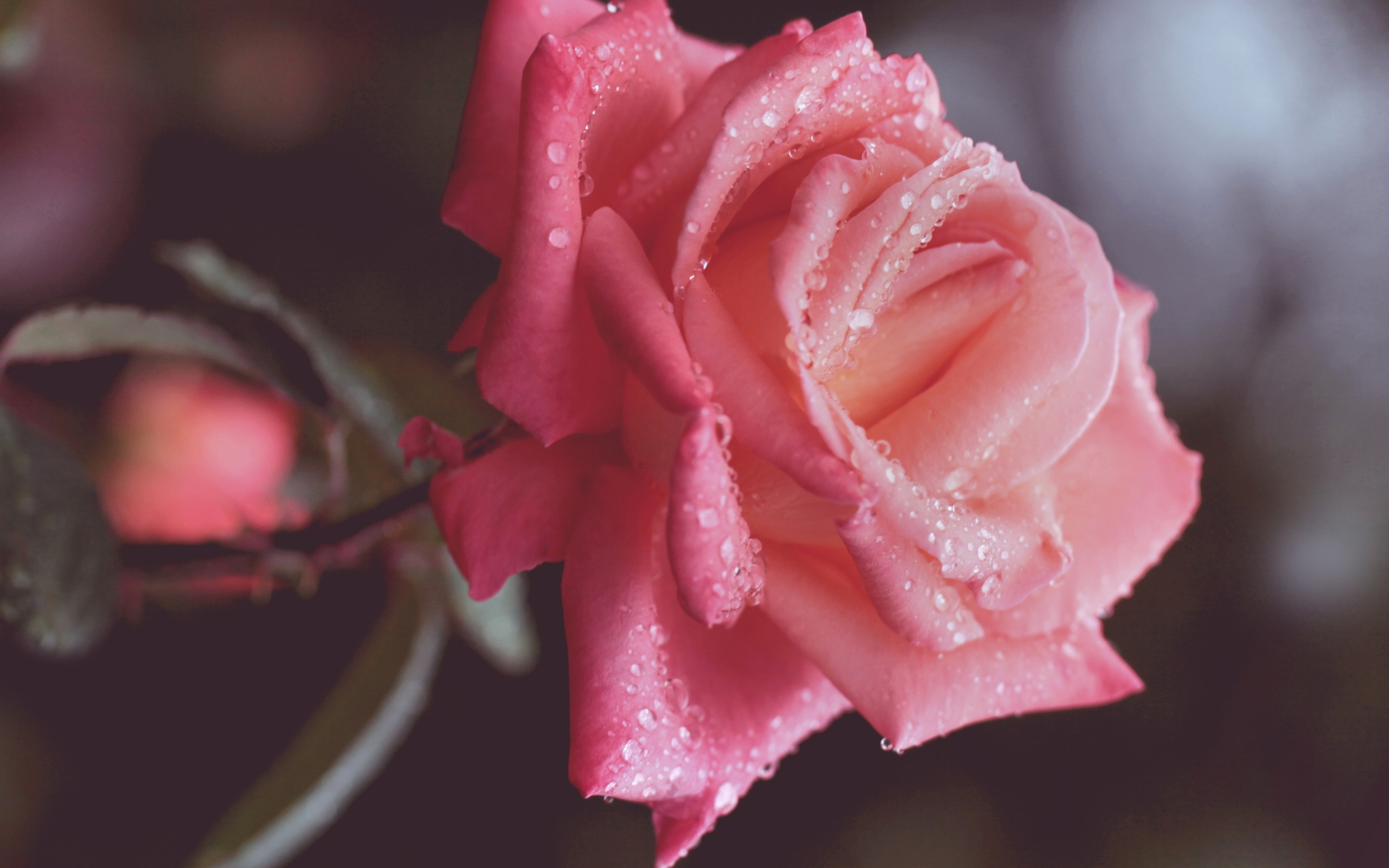 Téléchargez gratuitement l'image Fleurs, Rose, Fleur, Terre/nature, Goutte D'eau sur le bureau de votre PC