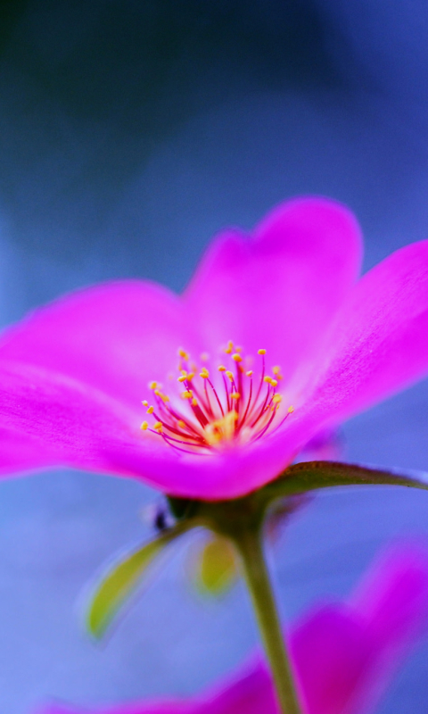 Download mobile wallpaper Nature, Flowers, Flower, Close Up, Earth, Pink Flower for free.