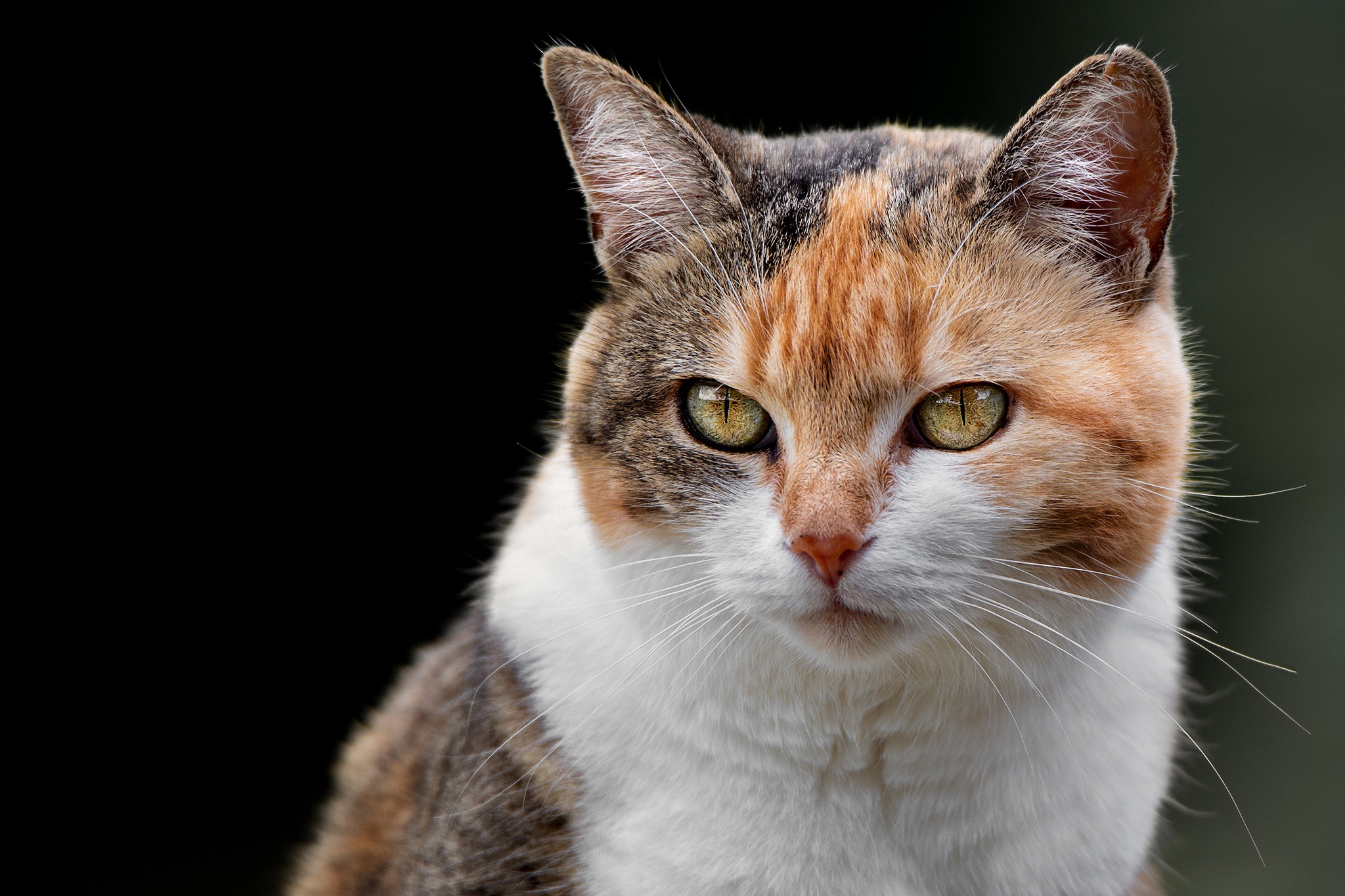 Baixar papel de parede para celular de Animais, Gatos, Gato gratuito.