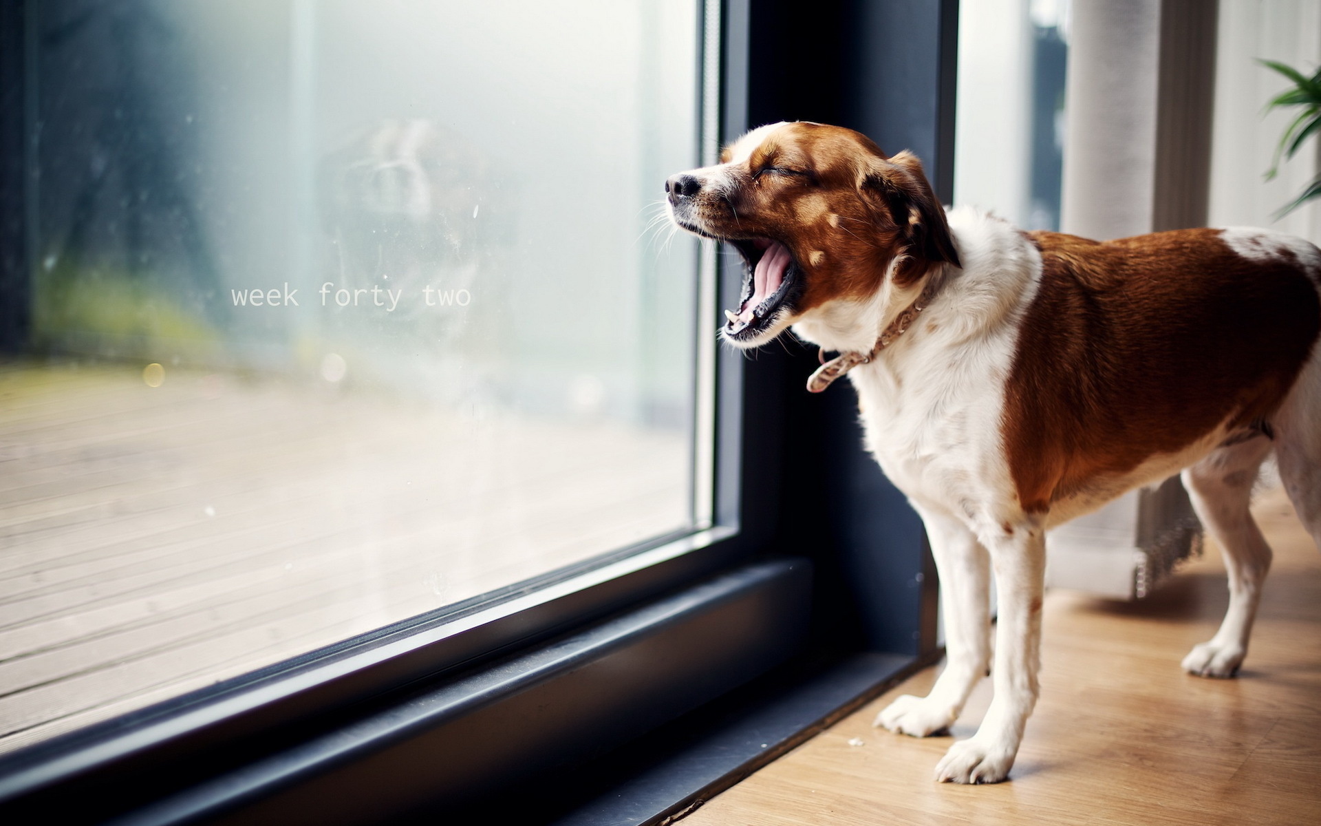 無料モバイル壁紙動物, 犬をダウンロードします。