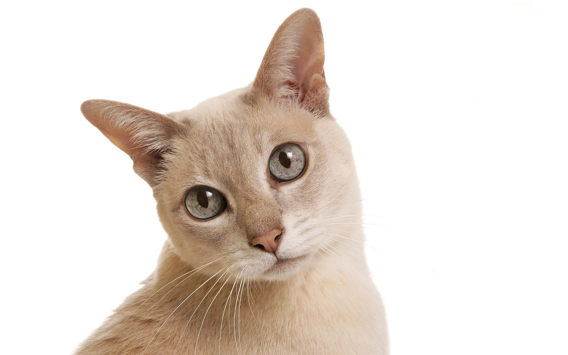 Laden Sie Tonkanesische Katze HD-Desktop-Hintergründe herunter