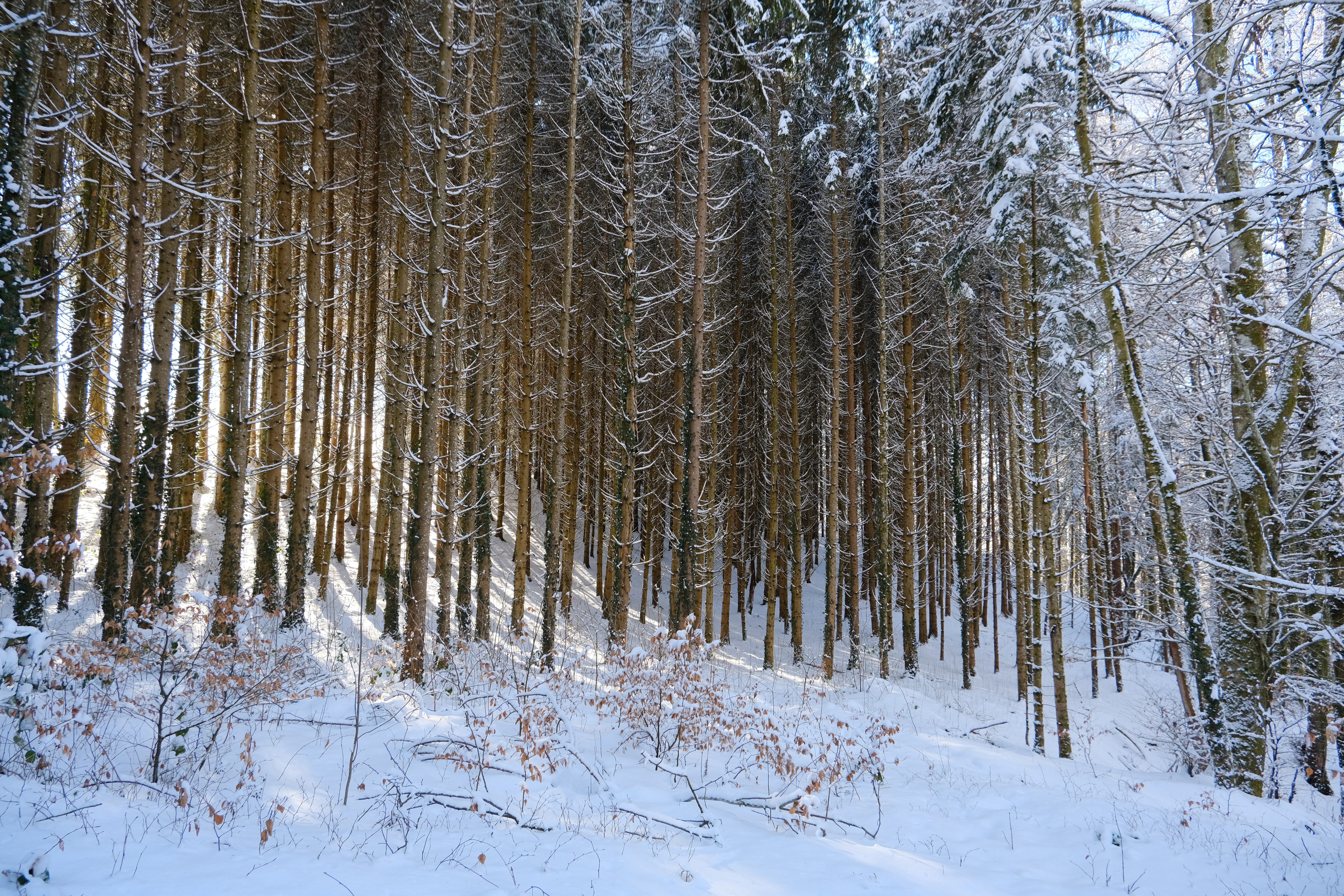 Descarga gratuita de fondo de pantalla para móvil de Naturaleza, Nieve, Bosque, Invierno.