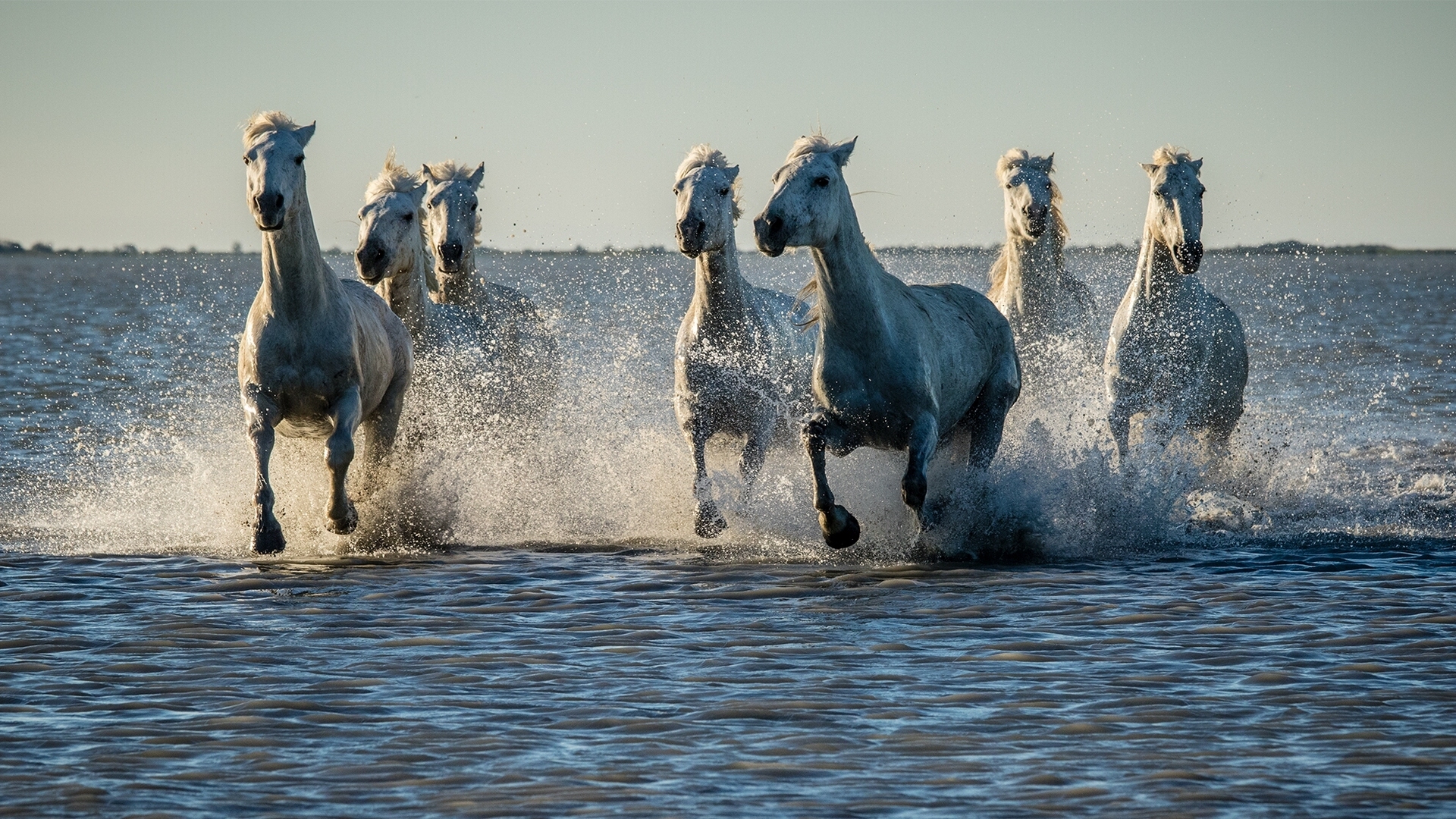 Baixe gratuitamente a imagem Animais, Água, Splash, Cavalo na área de trabalho do seu PC