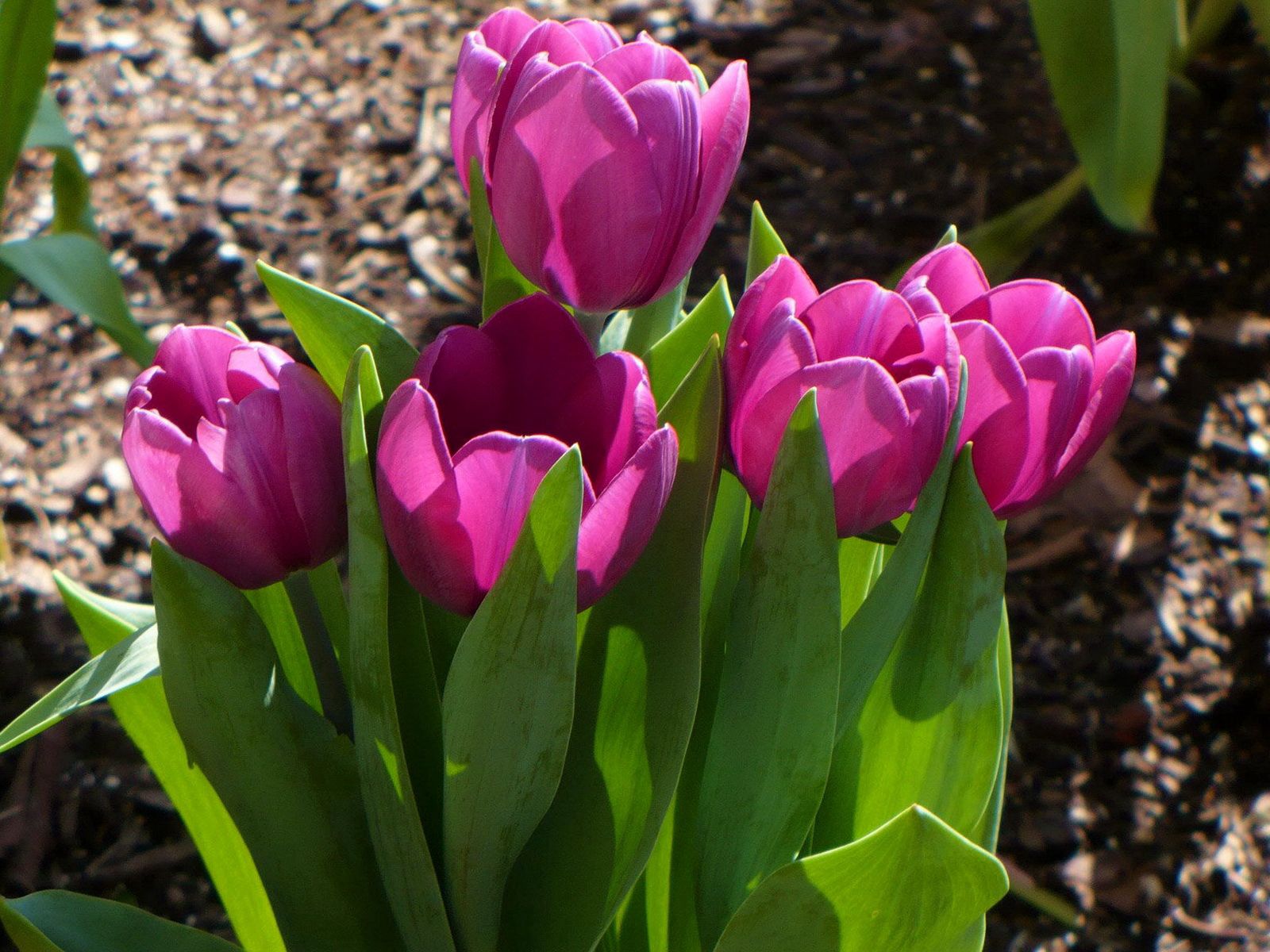 100267 descargar fondo de pantalla flores, tulipanes, disuelto, suelto, primavera, soleado: protectores de pantalla e imágenes gratis