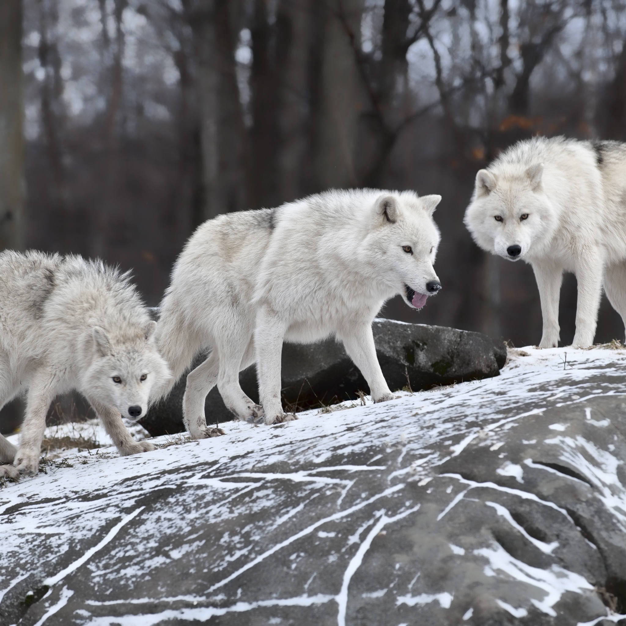 1239081 Bild herunterladen tiere, arktischer wolf - Hintergrundbilder und Bildschirmschoner kostenlos
