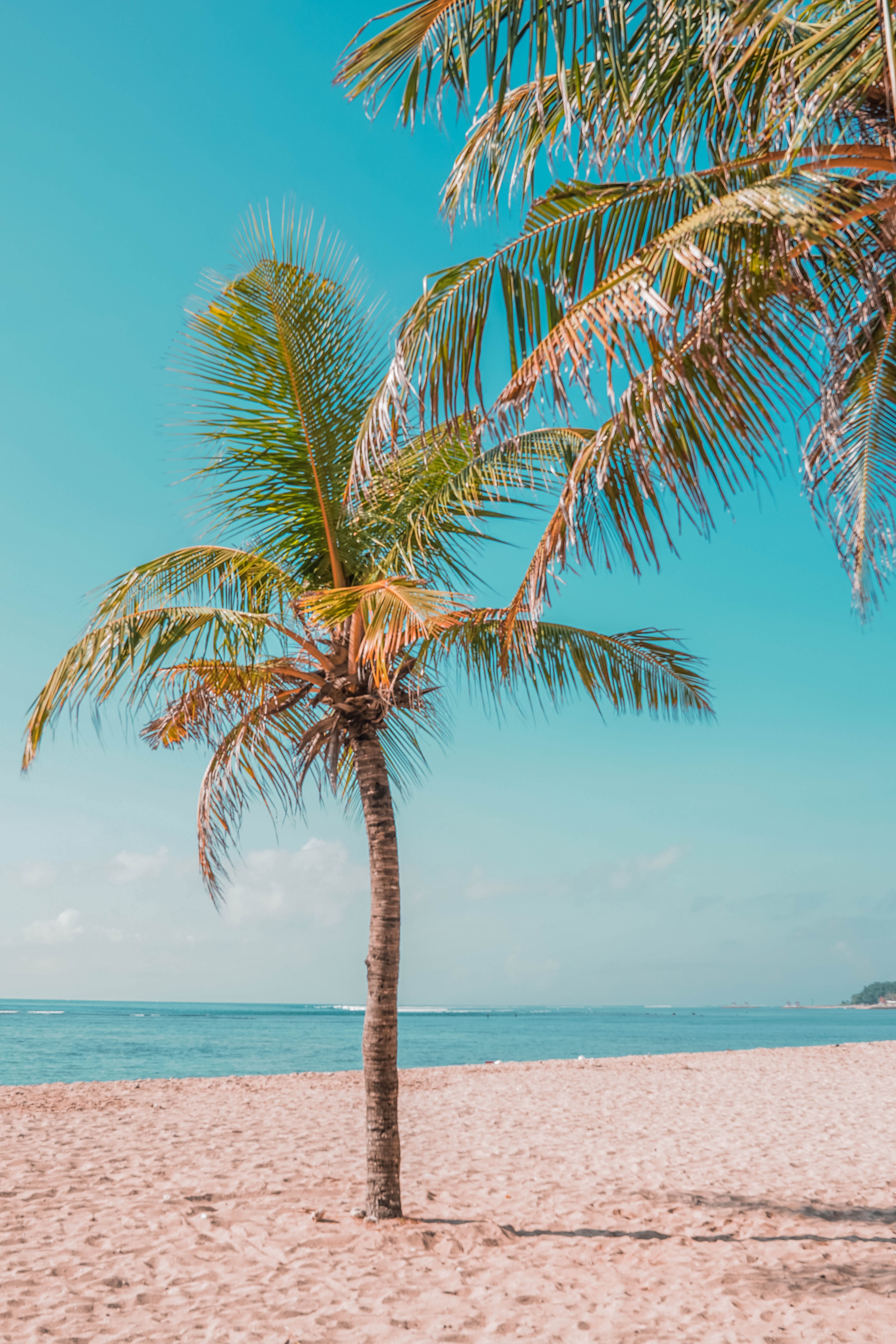 Laden Sie das Küste, Palm, Sand, Natur, Palme, Sea, Strand-Bild kostenlos auf Ihren PC-Desktop herunter