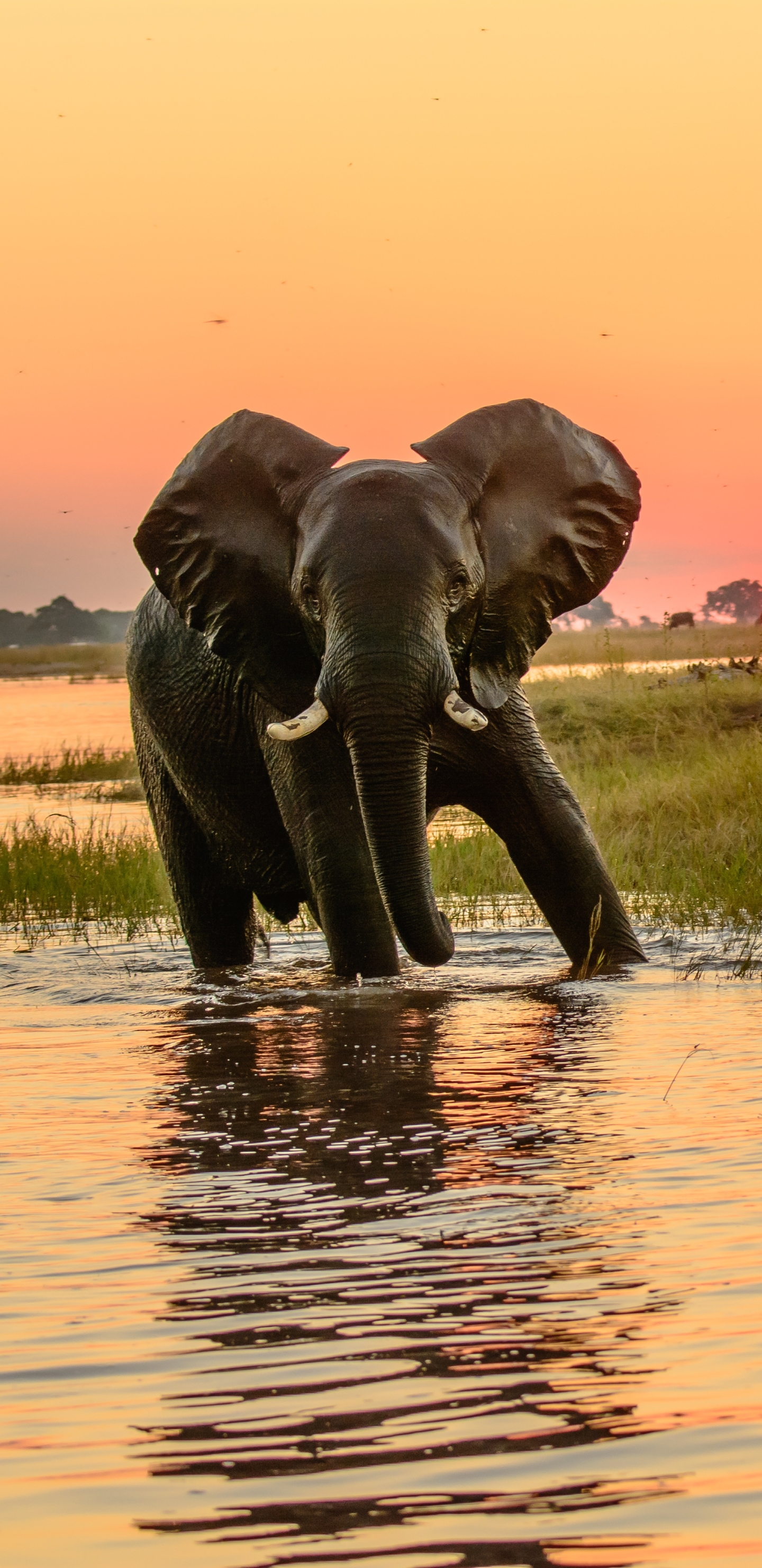 Скачать обои бесплатно Животные, Слоны, Восход, Слон, Африканский Слон, Восход Солнца картинка на рабочий стол ПК