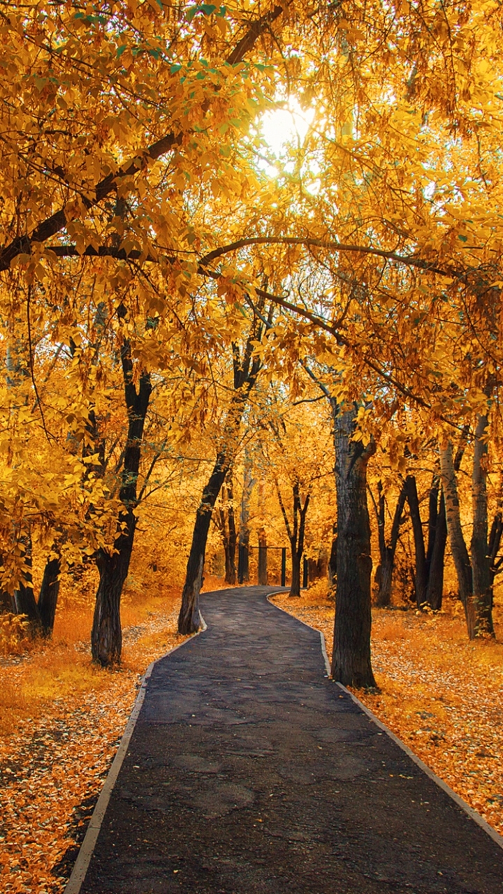 Скачать картинку Природа, Осень, Дорожка, Падать, Земля/природа в телефон бесплатно.