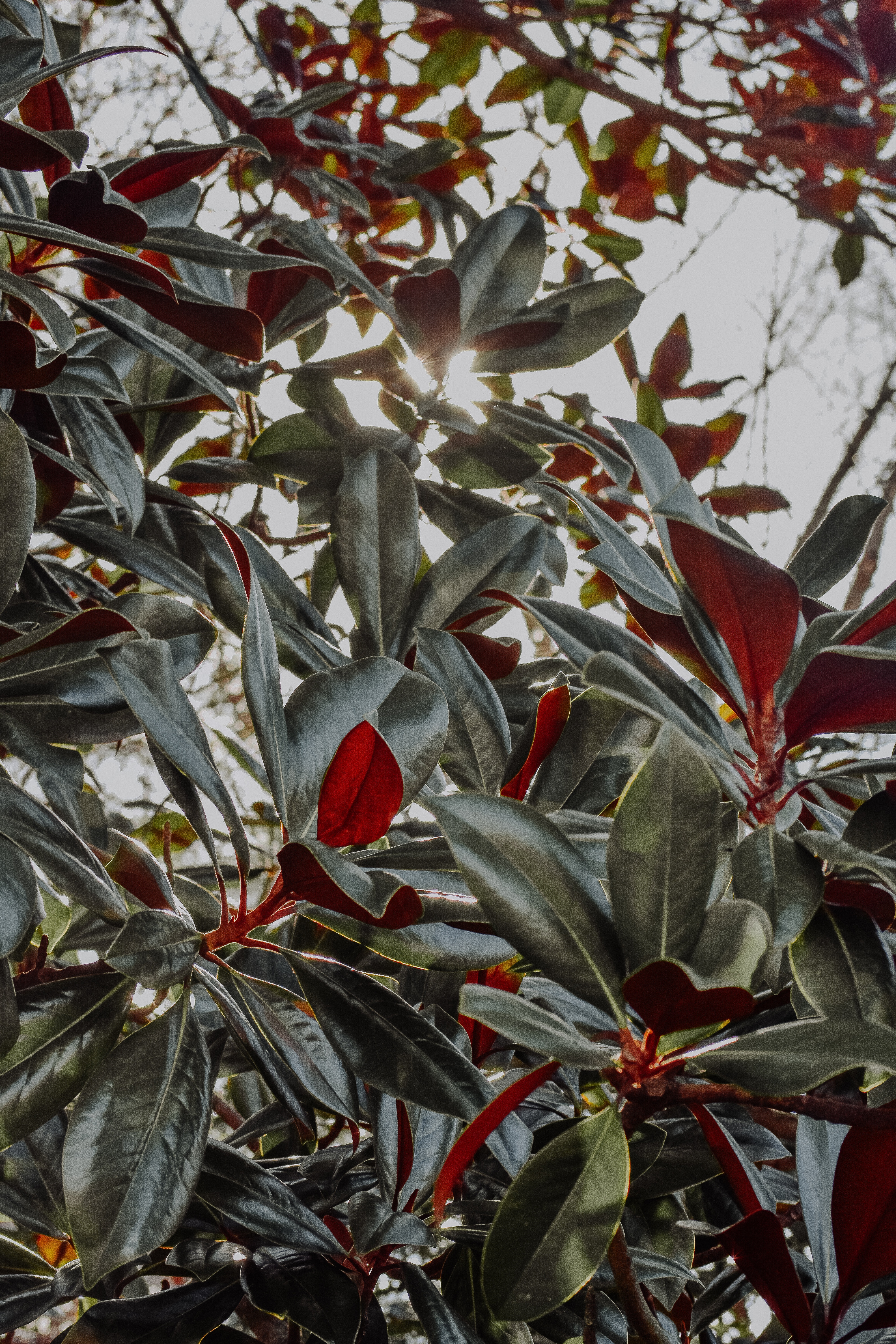 Laden Sie das Natur, Geäst, Zweige, Sonnenlicht, Pflanze-Bild kostenlos auf Ihren PC-Desktop herunter
