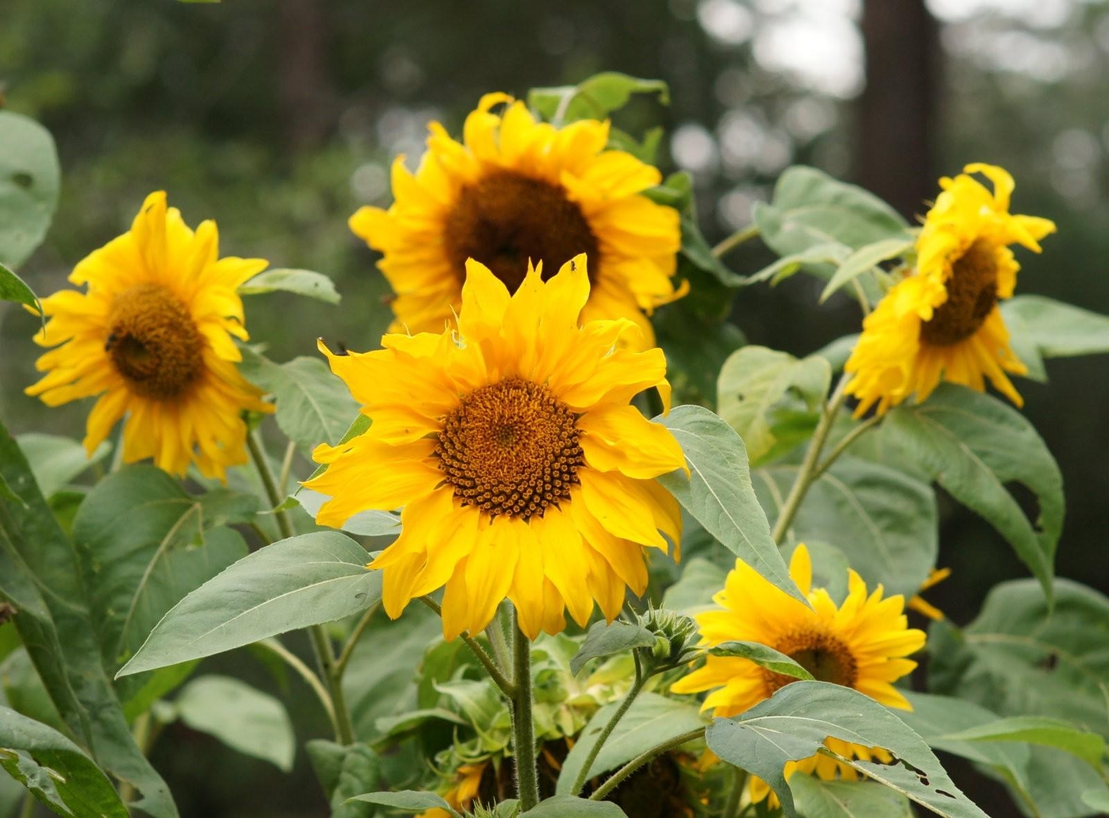 Free download wallpaper Summer, Flowers, Blur, Smooth, Greens, Sunflowers on your PC desktop