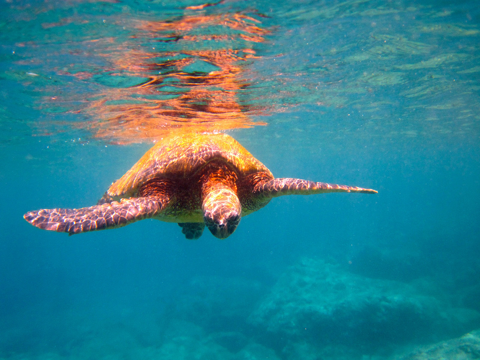 331218 descargar imagen animales, tortuga marina, tortuga, tortugas: fondos de pantalla y protectores de pantalla gratis