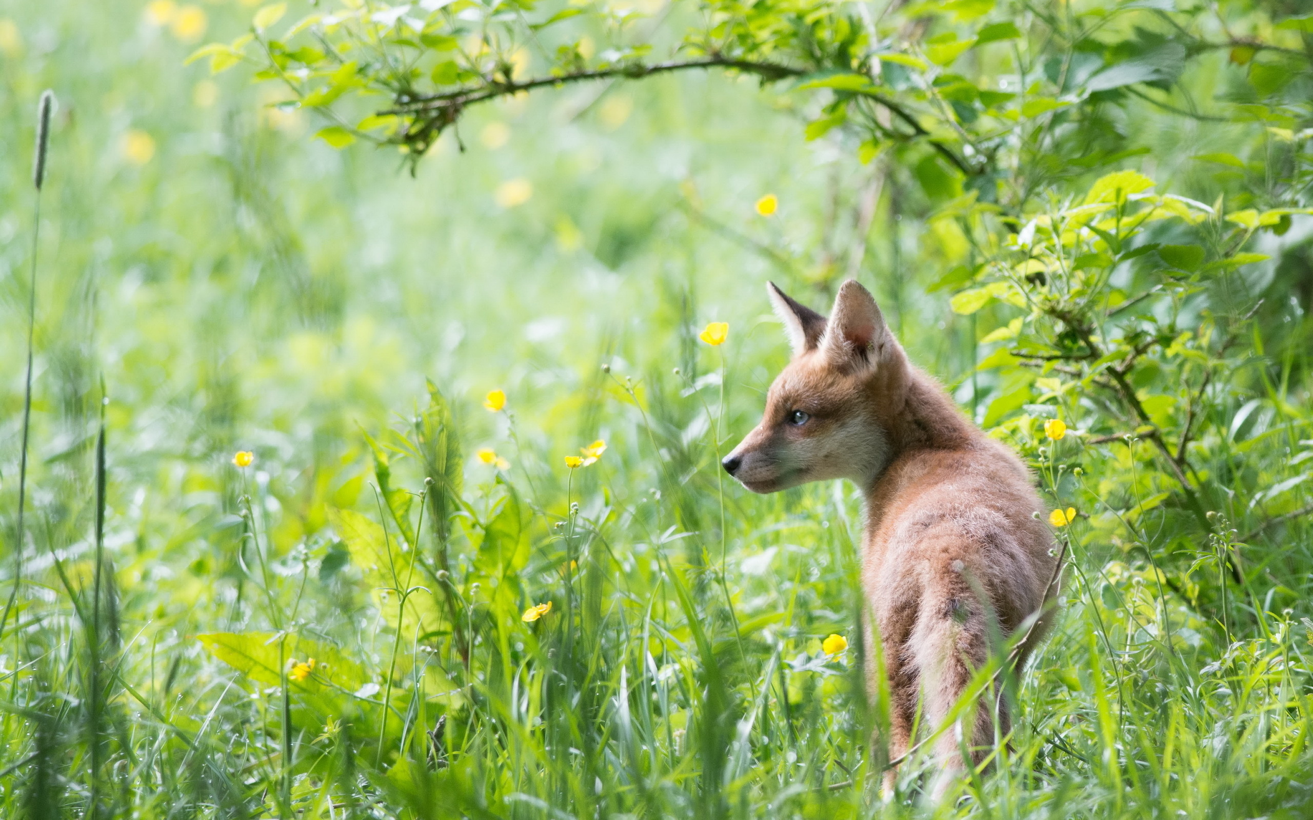 Descarga gratis la imagen Animales, Zorro en el escritorio de tu PC