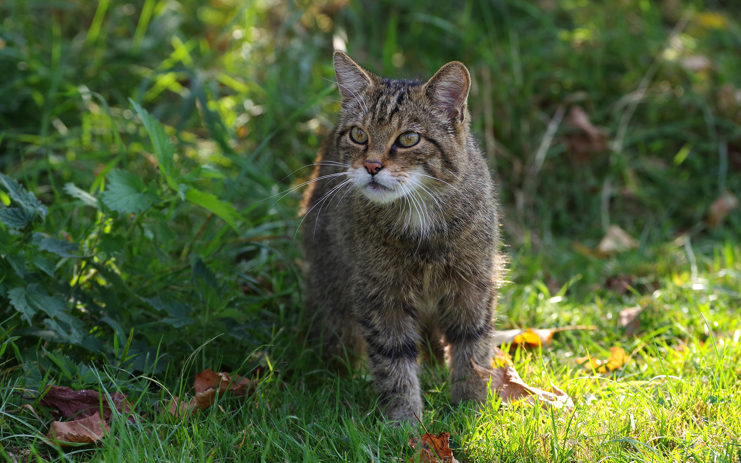 Descarga gratuita de fondo de pantalla para móvil de Animales, Gatos, Gato.