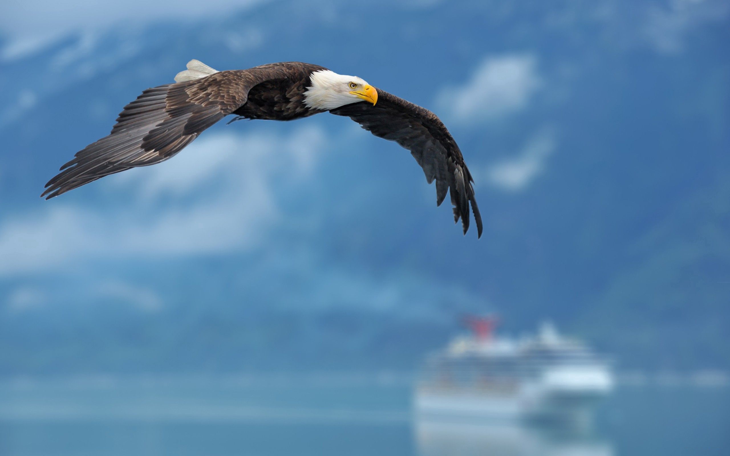 eagle, animals, sky, flight, wings Smartphone Background