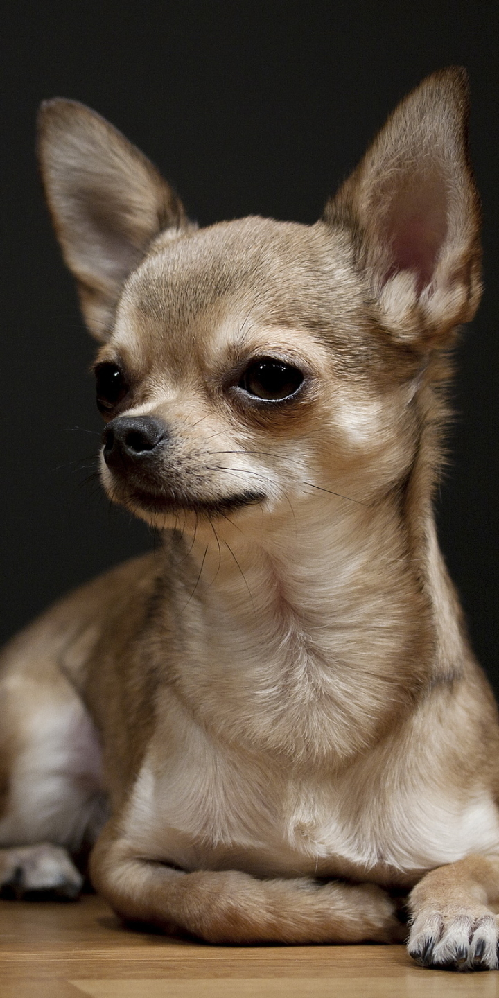 Handy-Wallpaper Tiere, Hunde, Hund, Chihuahua kostenlos herunterladen.