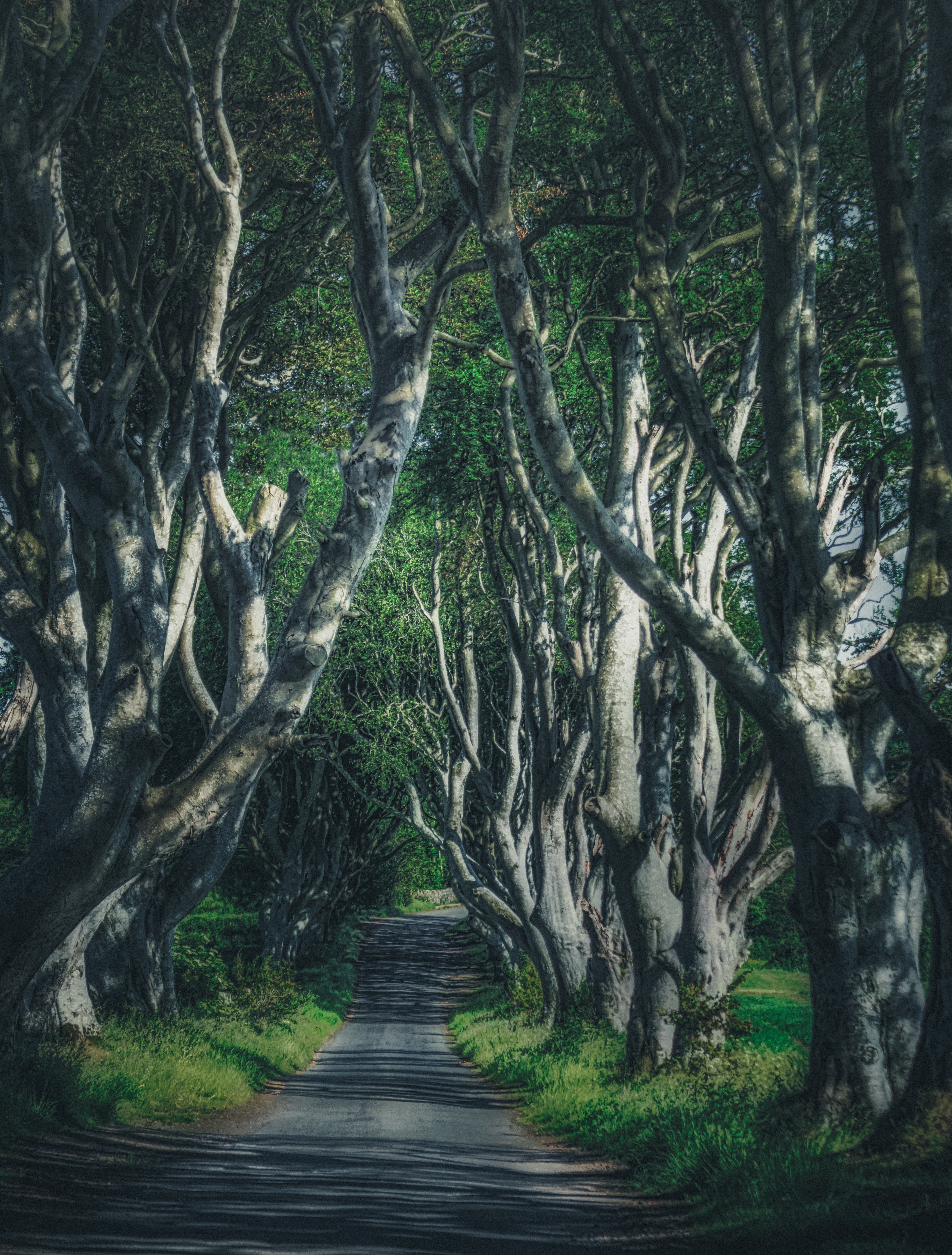 Download mobile wallpaper Road, Branches, Trees, Nature for free.