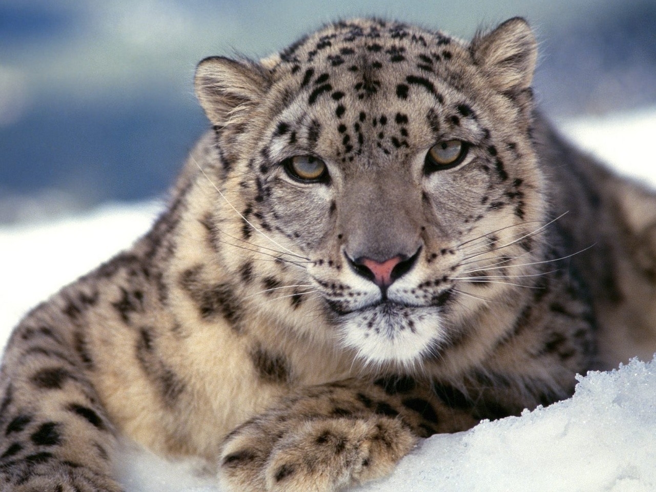 Download mobile wallpaper Snow, Animals, Snow Leopard for free.