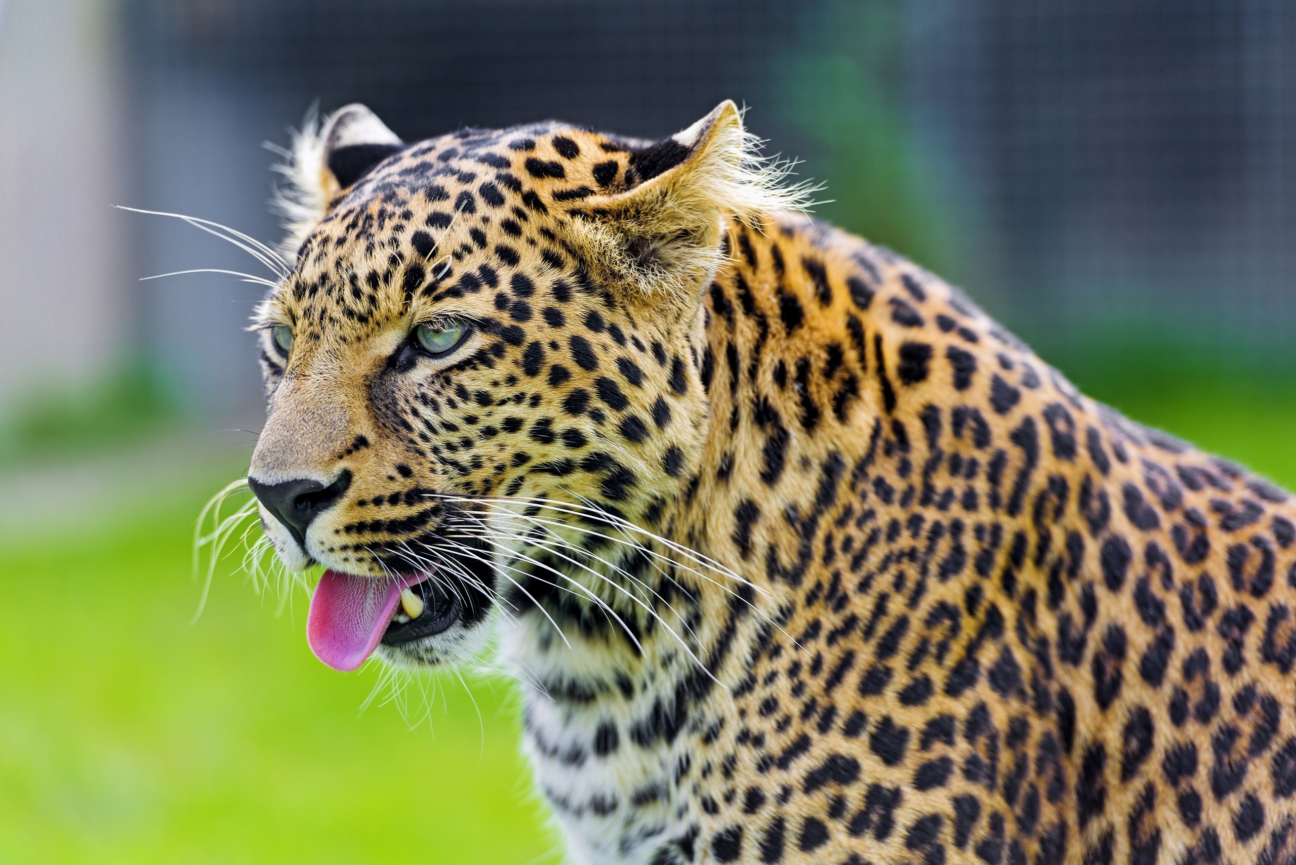 89176 скачать картинку гепард, язык, животные, хищник, взгляд - обои и заставки бесплатно
