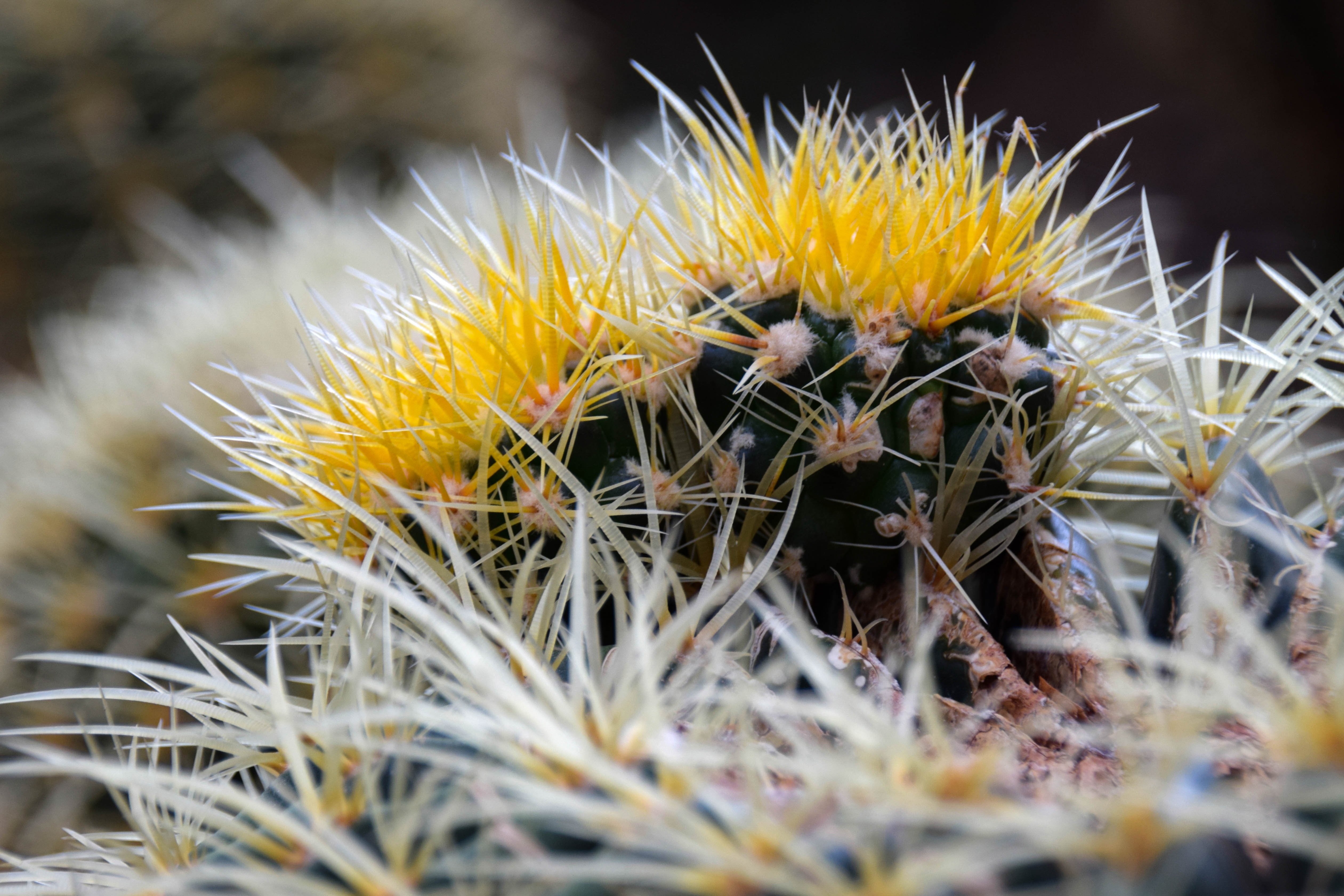 Free download wallpaper Flowers, Macro, Thorns, Prickles, Close Up, Cactus on your PC desktop