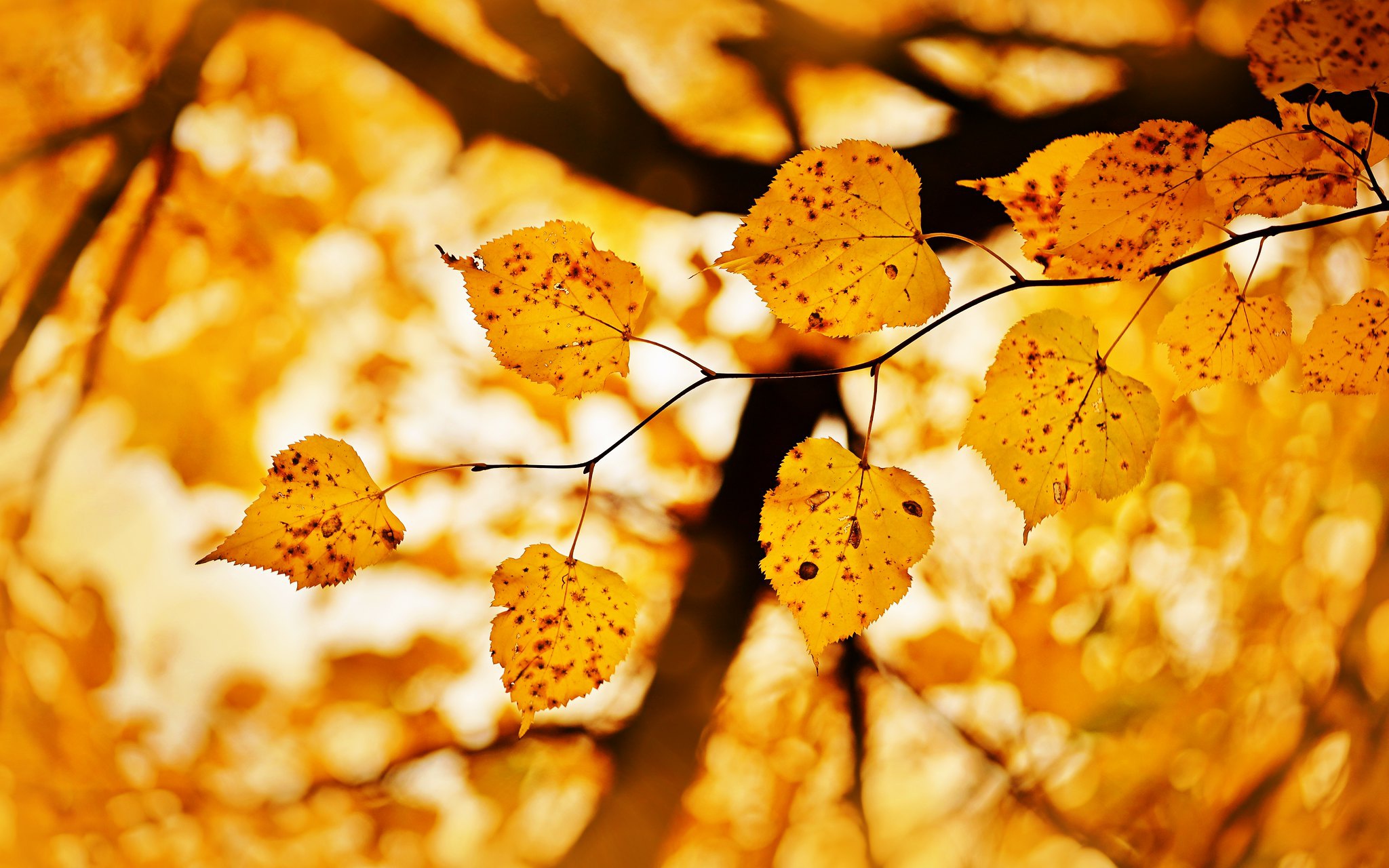 Скачать обои бесплатно Природа, Осень, Лист, Размытие, Земля/природа картинка на рабочий стол ПК
