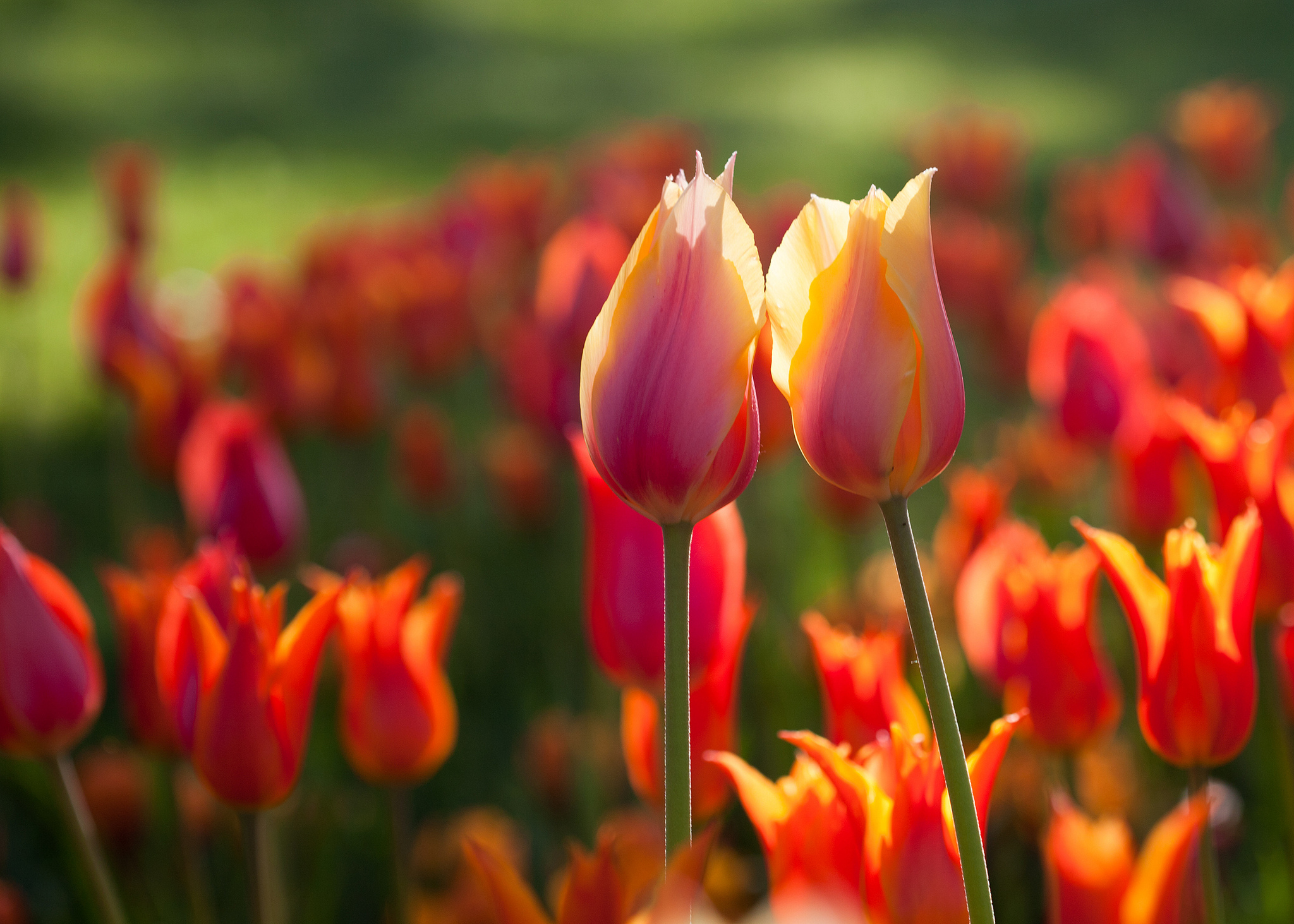 Download mobile wallpaper Tulip, Flowers, Flower, Earth for free.