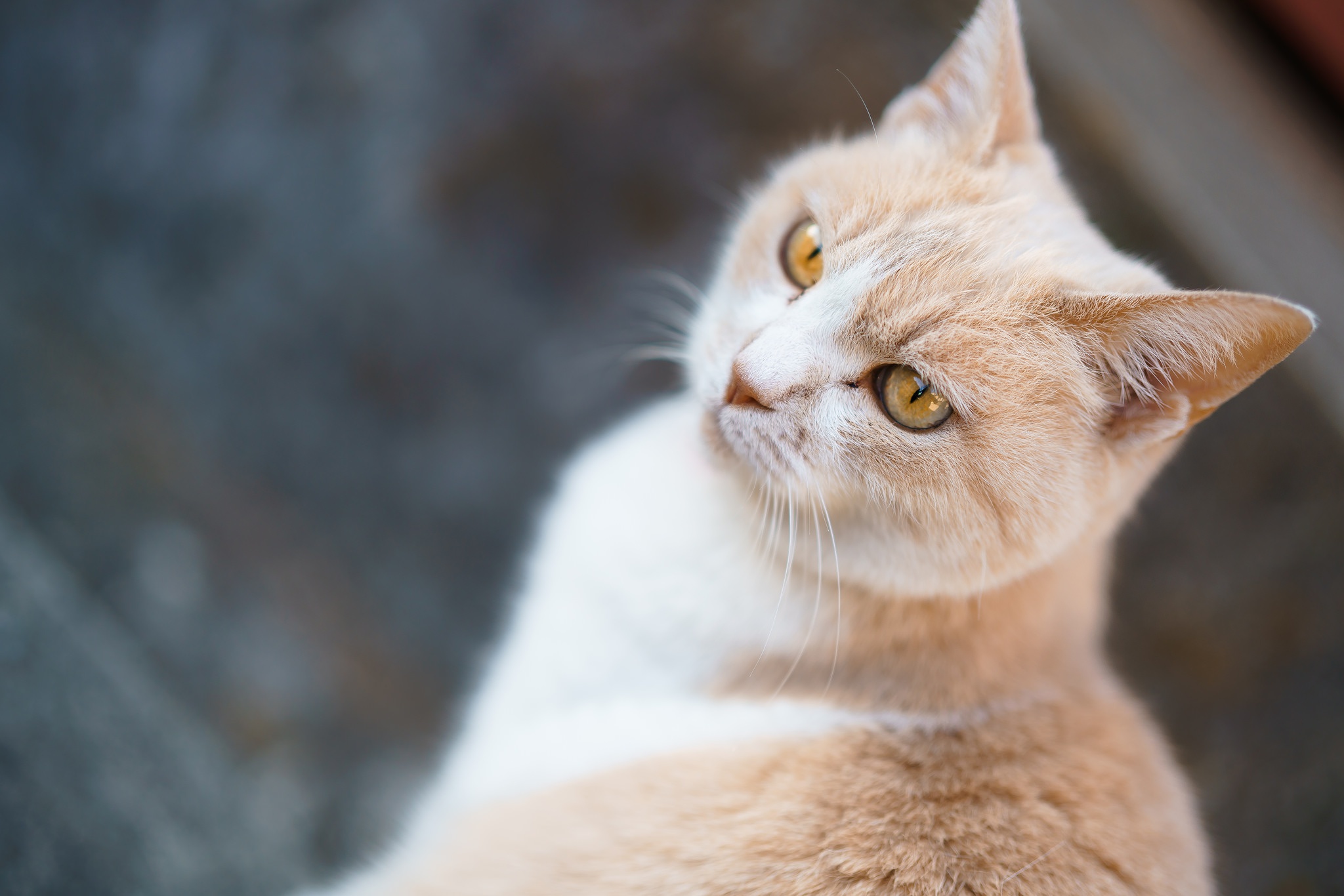 Téléchargez gratuitement l'image Animaux, Chats, Chat sur le bureau de votre PC