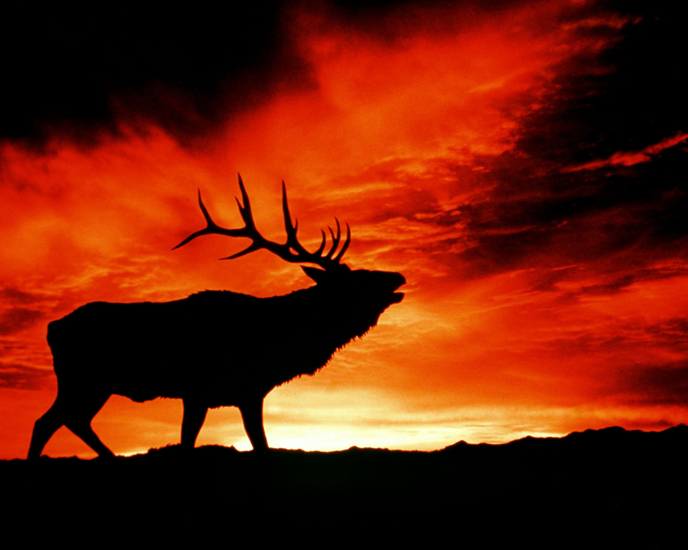 Free download wallpaper Animal, Elk on your PC desktop