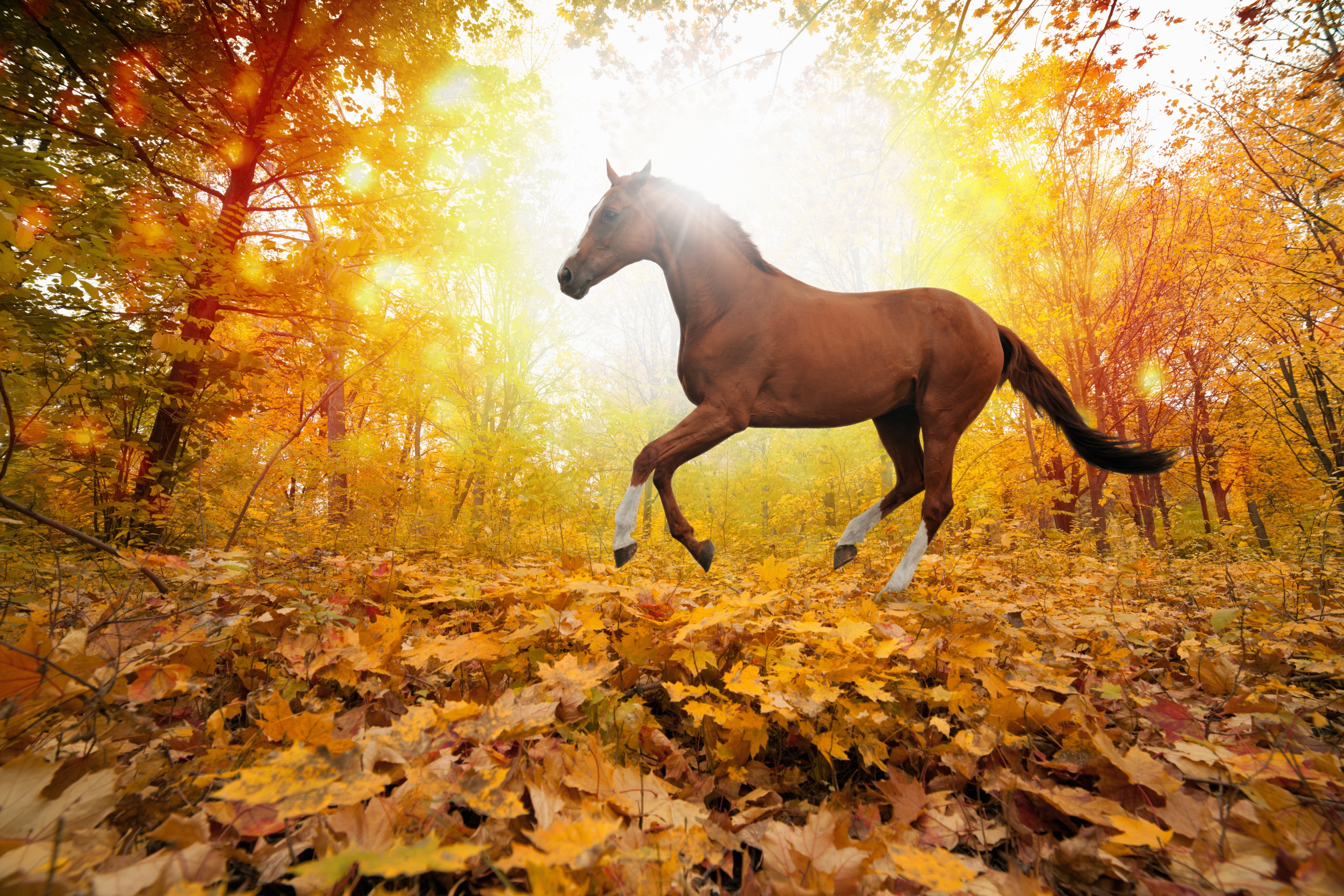 Free download wallpaper Animal, Horse on your PC desktop