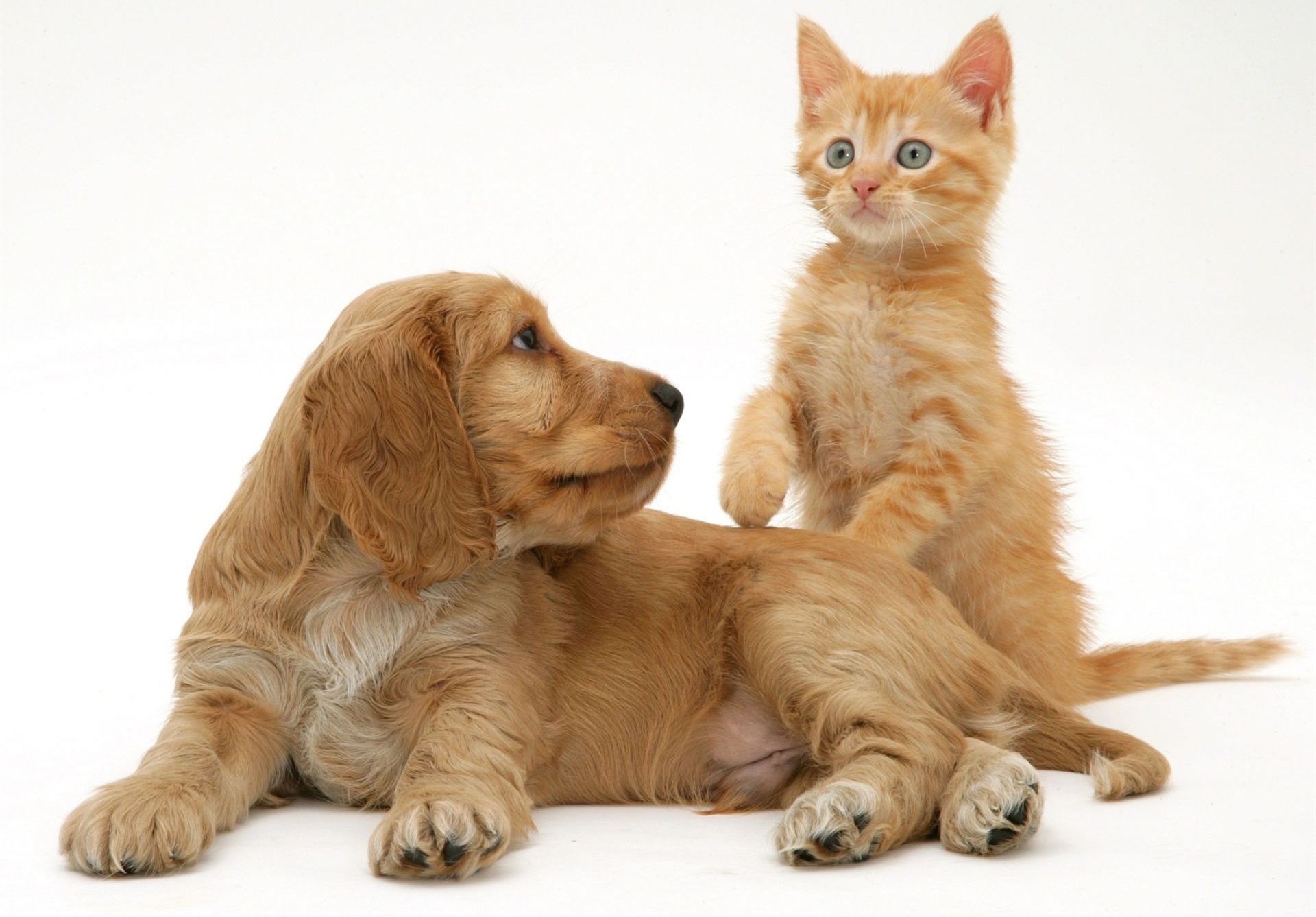 Download mobile wallpaper Cat, Kitten, Dog, Animal, Puppy, Baby Animal, Cat & Dog for free.