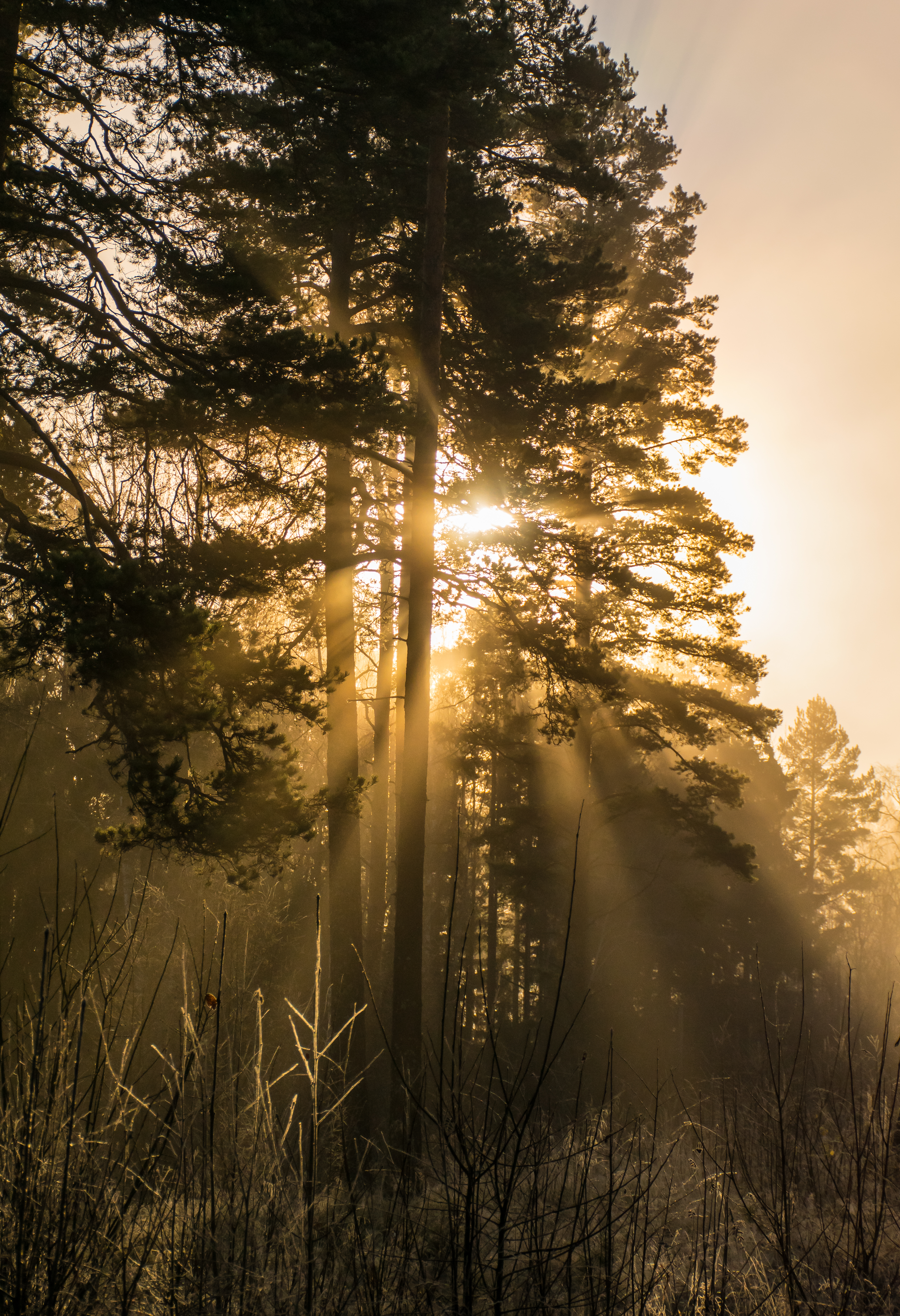 Download mobile wallpaper Beams, Sunlight, Rays, Fog, Trees, Nature for free.