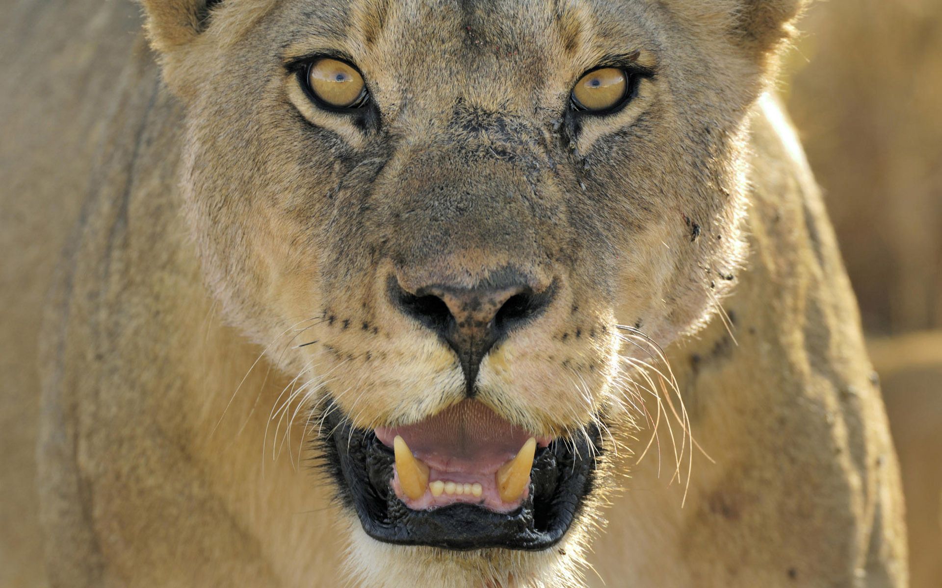 90112 descargar fondo de pantalla animales, sonrisa, bozal, un leon, león, depredador, gato grande, ira, enojo: protectores de pantalla e imágenes gratis