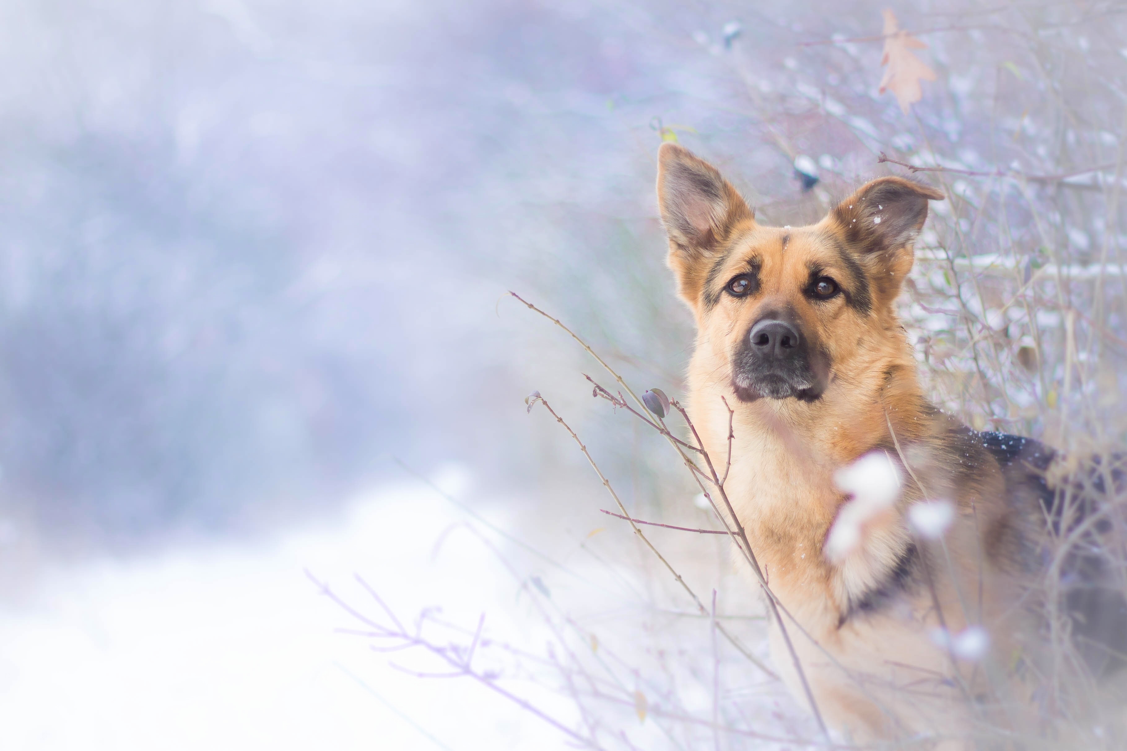 Handy-Wallpaper Tiere, Winter, Hunde, Schnee, Hund, Schäferhund, Bokeh kostenlos herunterladen.