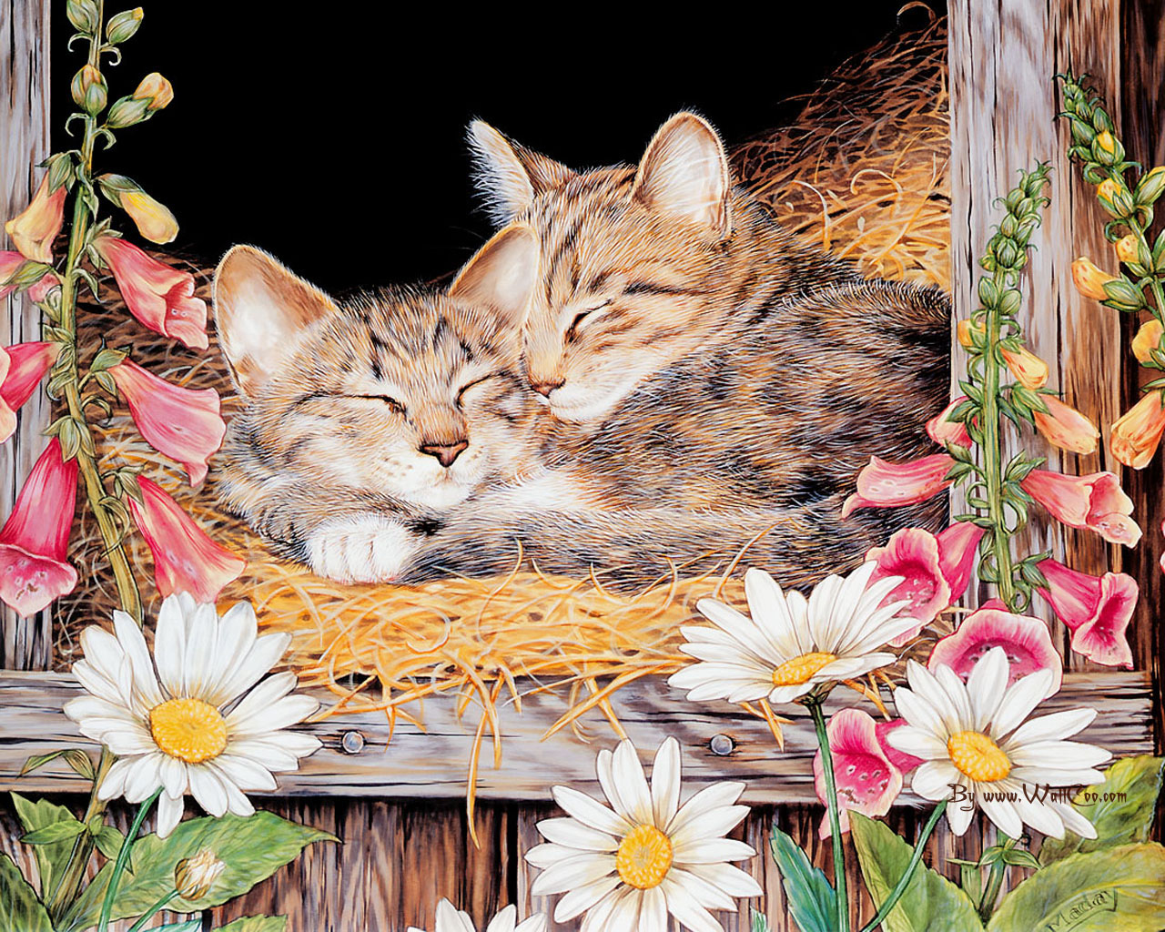 1440864 baixar papel de parede animais, gato, bonitinho - protetores de tela e imagens gratuitamente