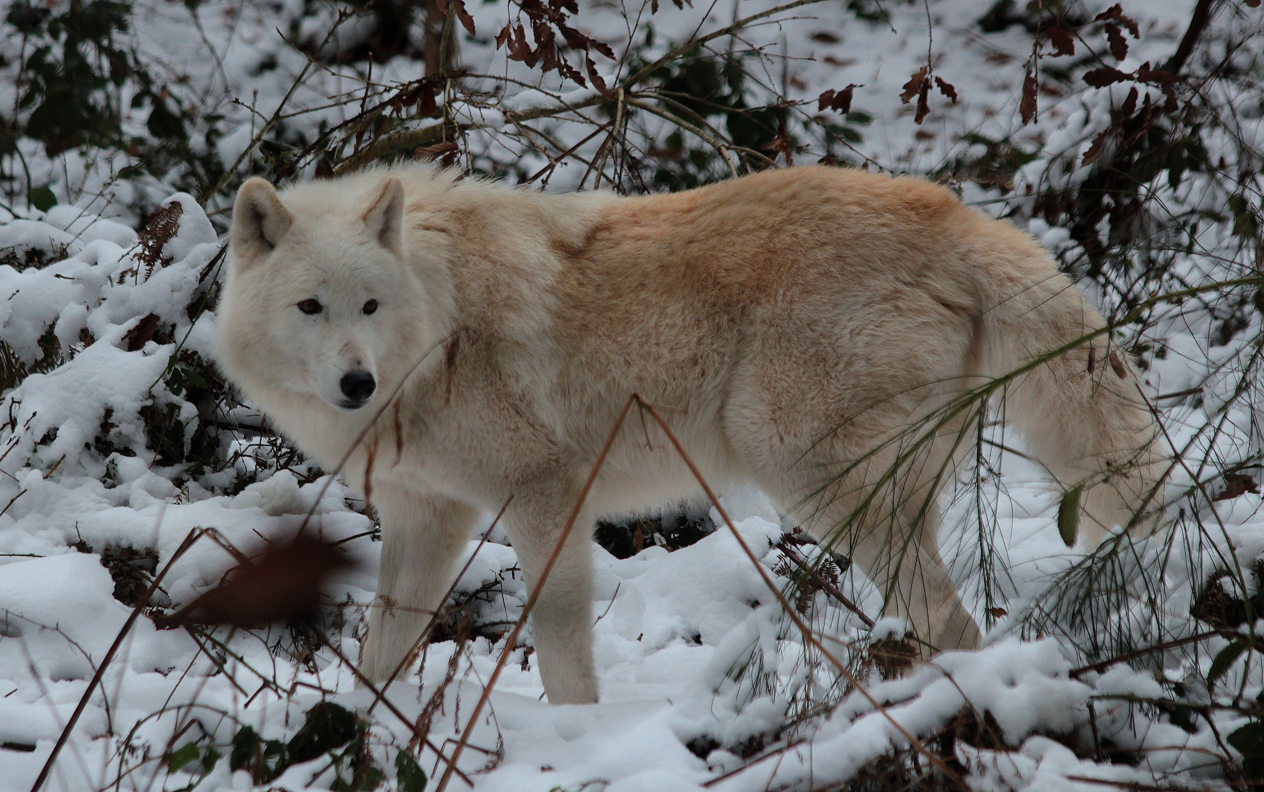 375110 Hintergrundbild herunterladen tiere, wolf, weißer wolf, wolves - Bildschirmschoner und Bilder kostenlos
