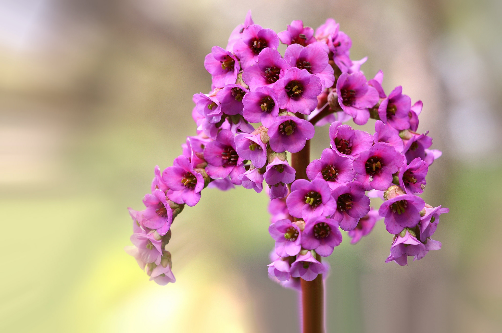 Descarga gratuita de fondo de pantalla para móvil de Flores, Flor, Florecer, Flor Purpura, Tierra/naturaleza, Macrofotografía.