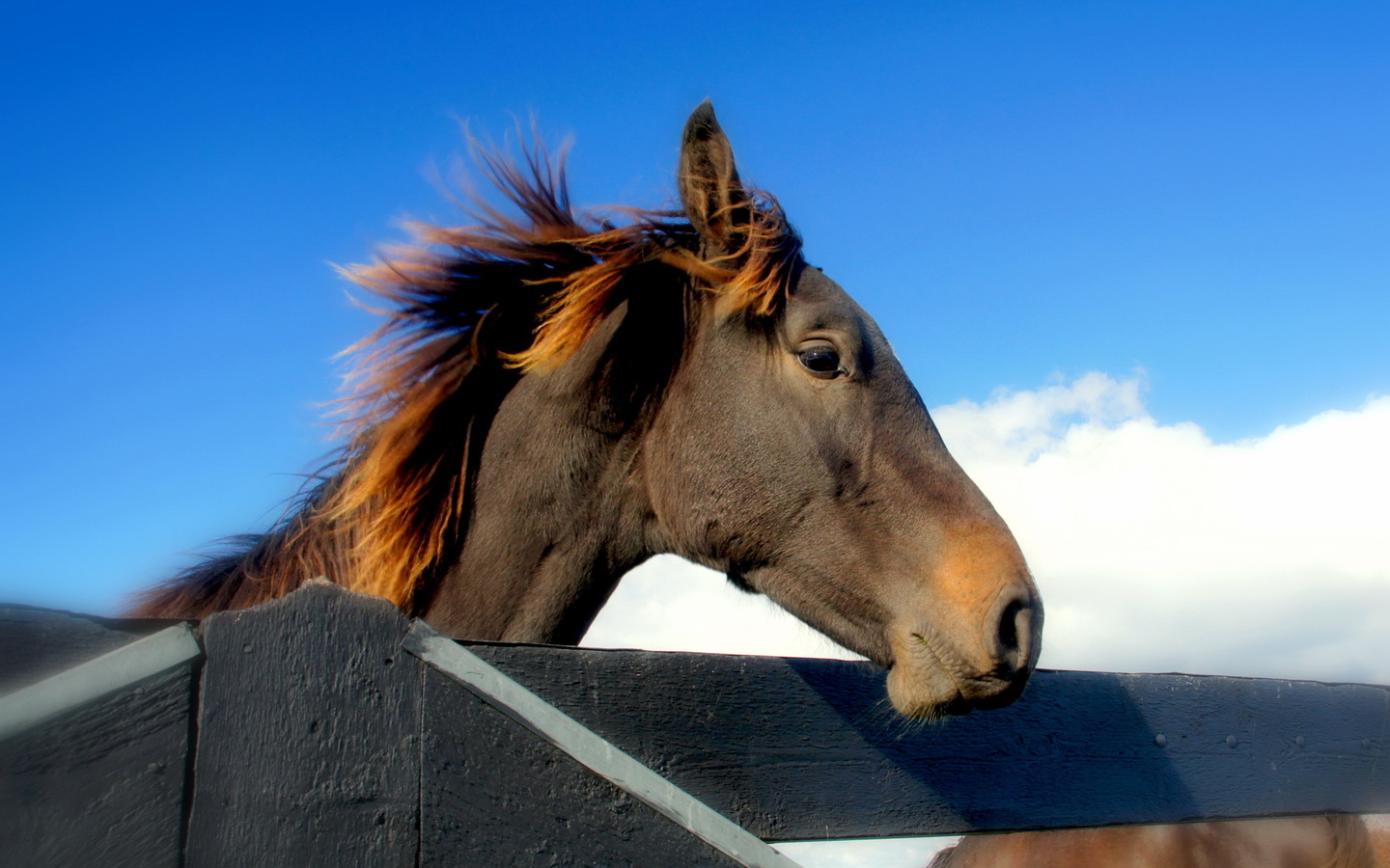 Descarga gratuita de fondo de pantalla para móvil de Animales, Caballo.