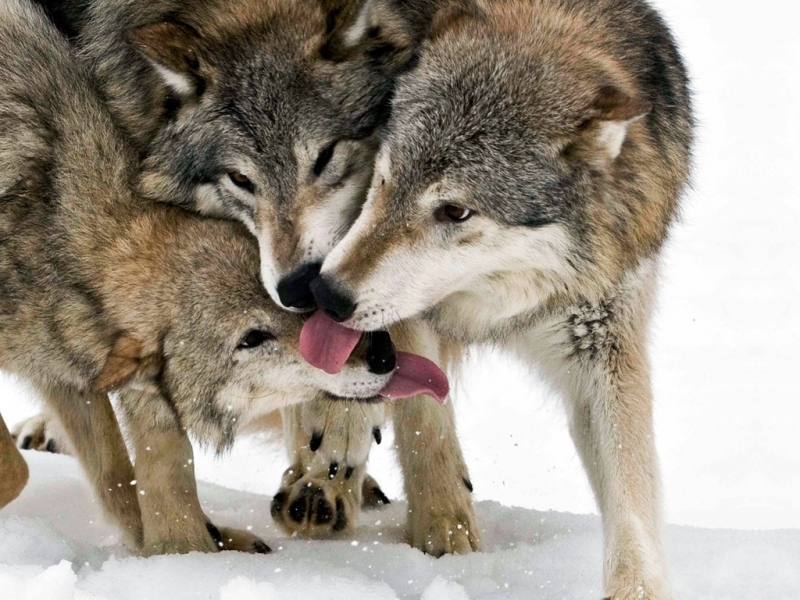 wolfs, animals mobile wallpaper