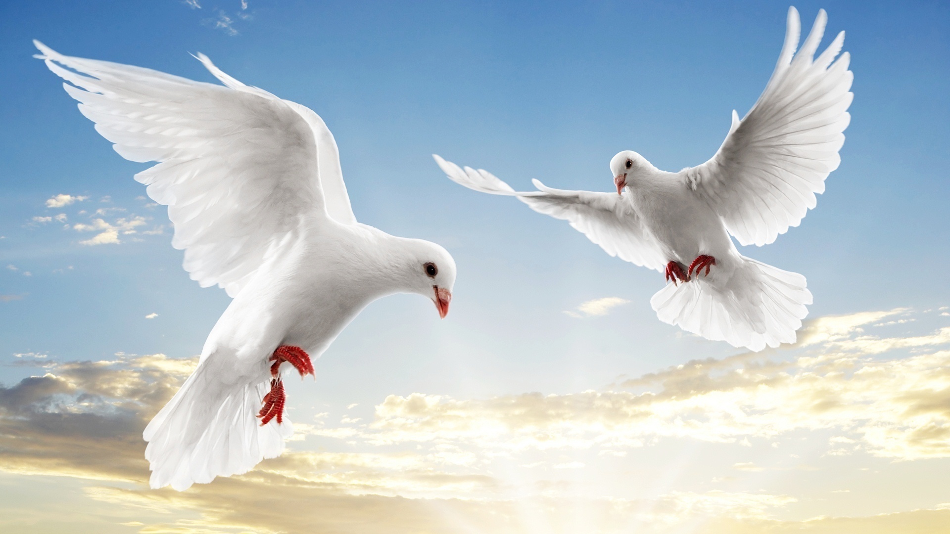 34994 скачать картинку голуби, животные, птицы - обои и заставки бесплатно