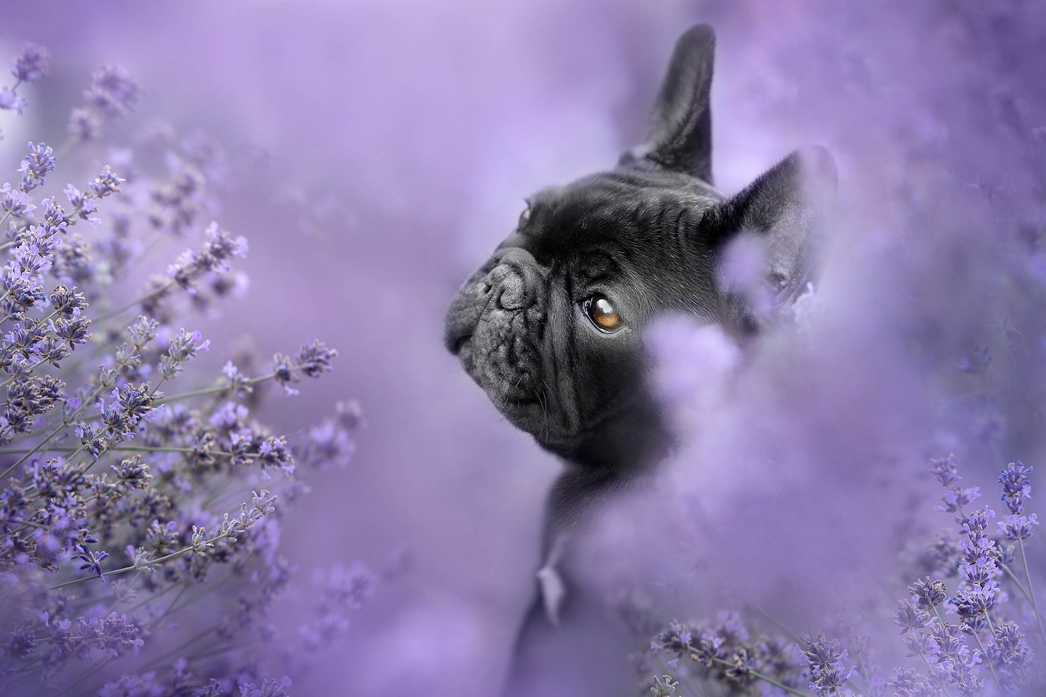 Download mobile wallpaper Dogs, Animal, Lavender, French Bulldog for free.
