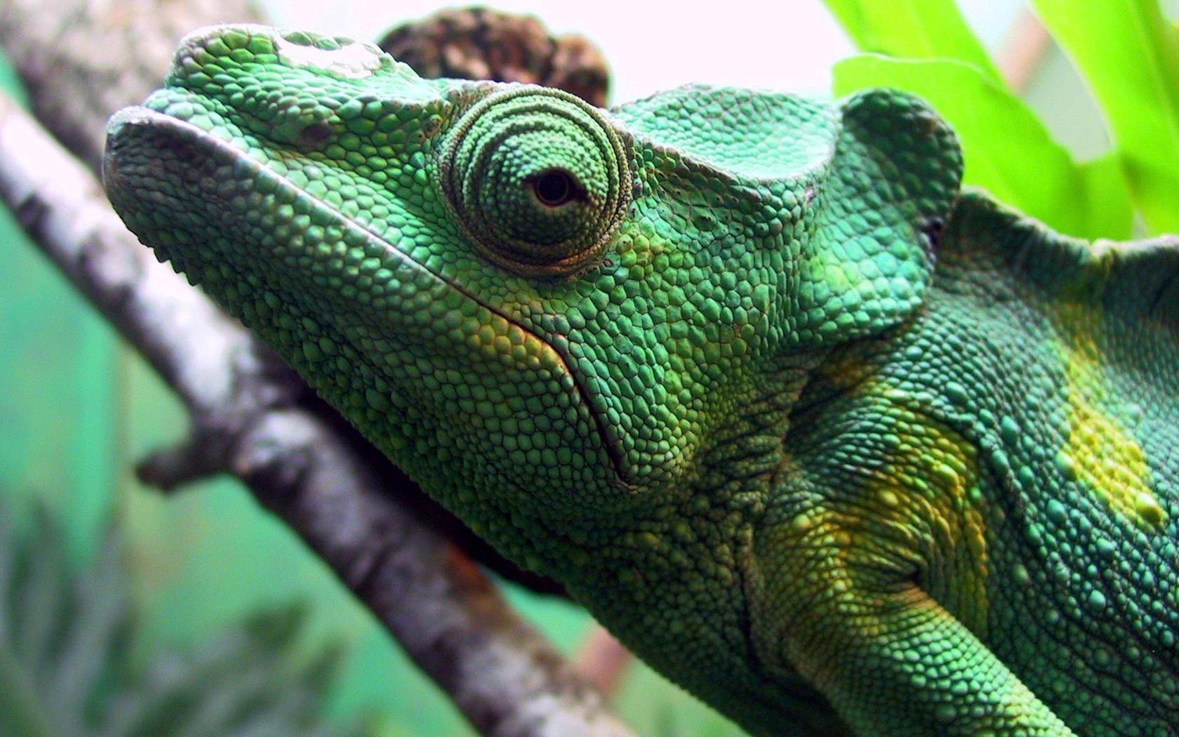 Download mobile wallpaper Head, Sight, Opinion, Chameleon, Animals, Color for free.