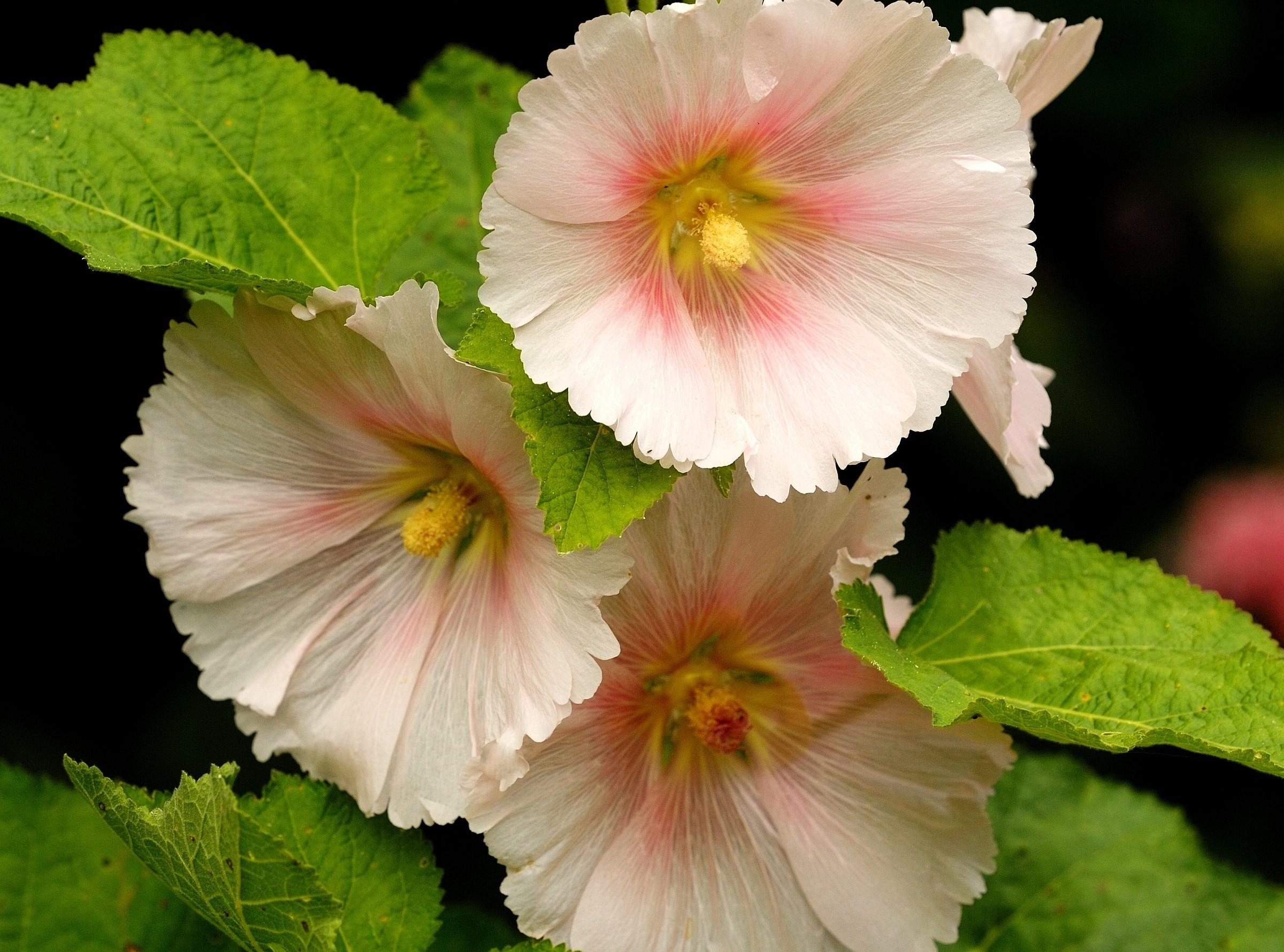 Free download wallpaper Flowers, Mallow, Flower, Close Up on your PC desktop