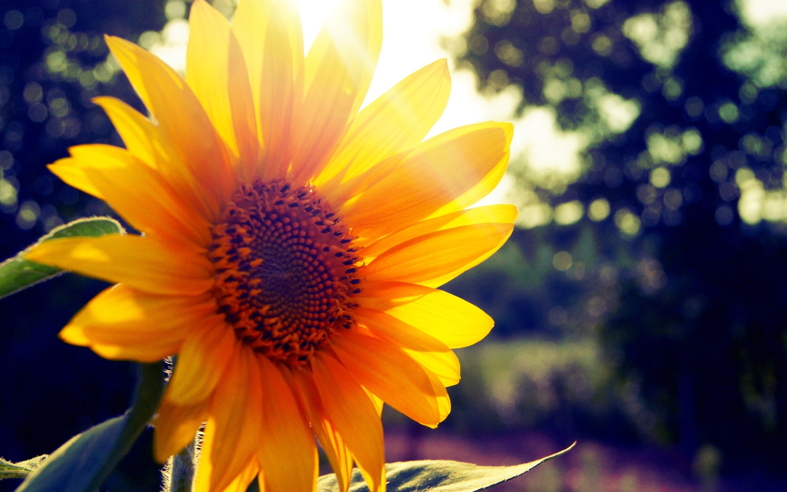 23125 завантажити шпалери соняшники, рослини, квіти - заставки і картинки безкоштовно