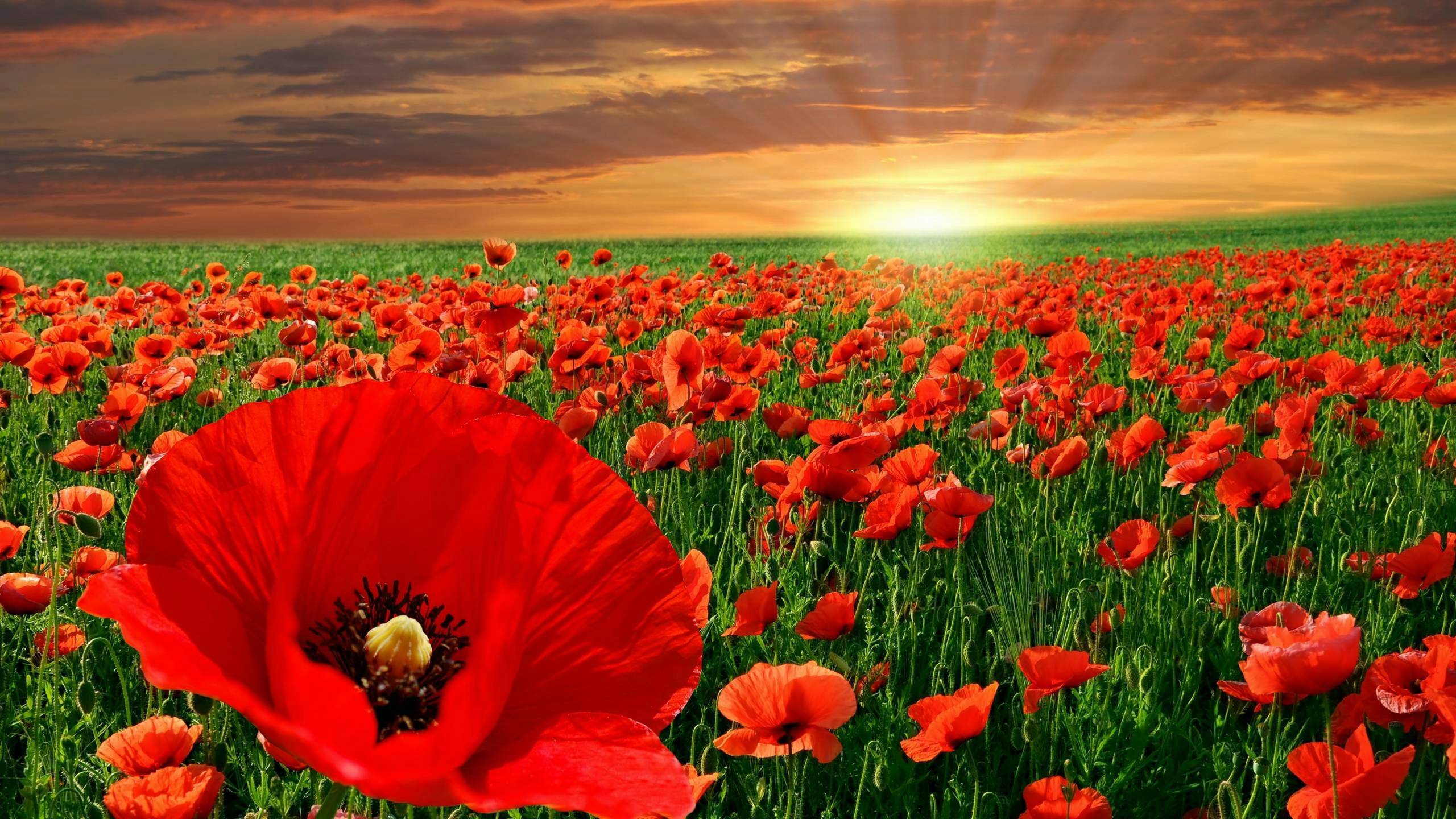 Download mobile wallpaper Earth, Poppy for free.