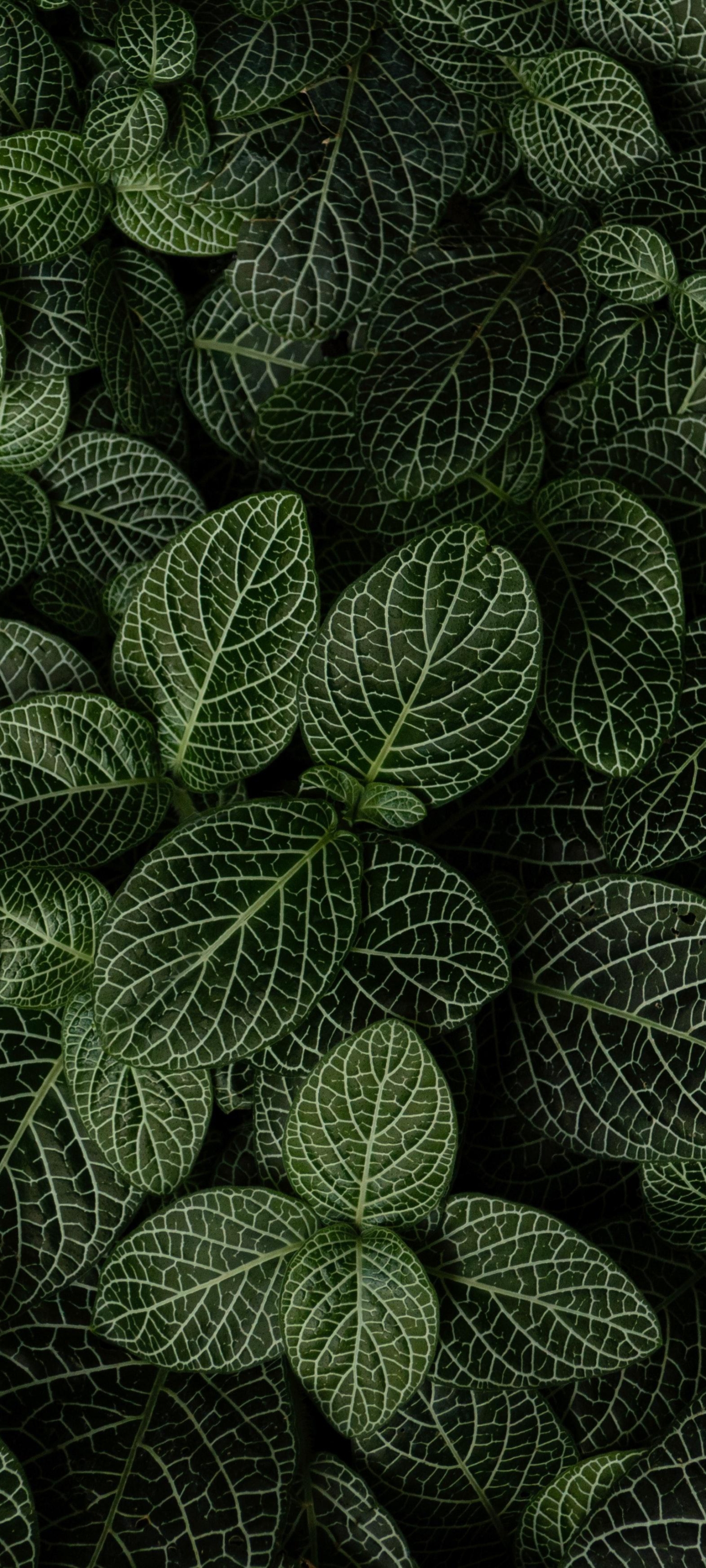 Download mobile wallpaper Plant, Leaf, Earth, Greenery for free.