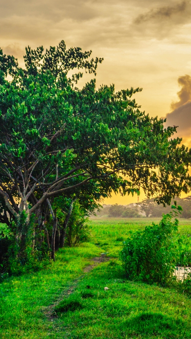 Handy-Wallpaper Landschaft, Baum, Feld, Sonnenuntergang, Erde/natur, Aufstellen kostenlos herunterladen.