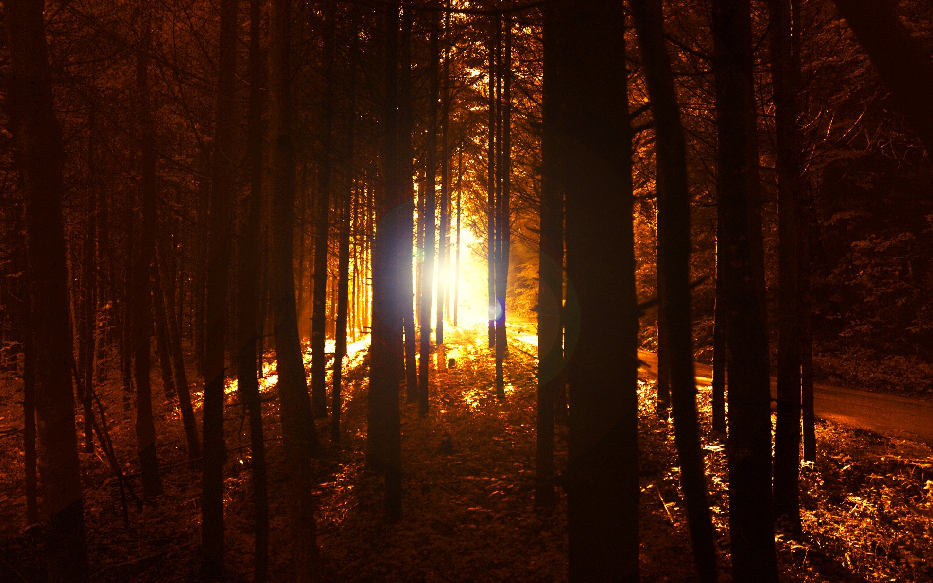 Téléchargez gratuitement l'image Automne, Forêt, Arbre, Terre/nature sur le bureau de votre PC