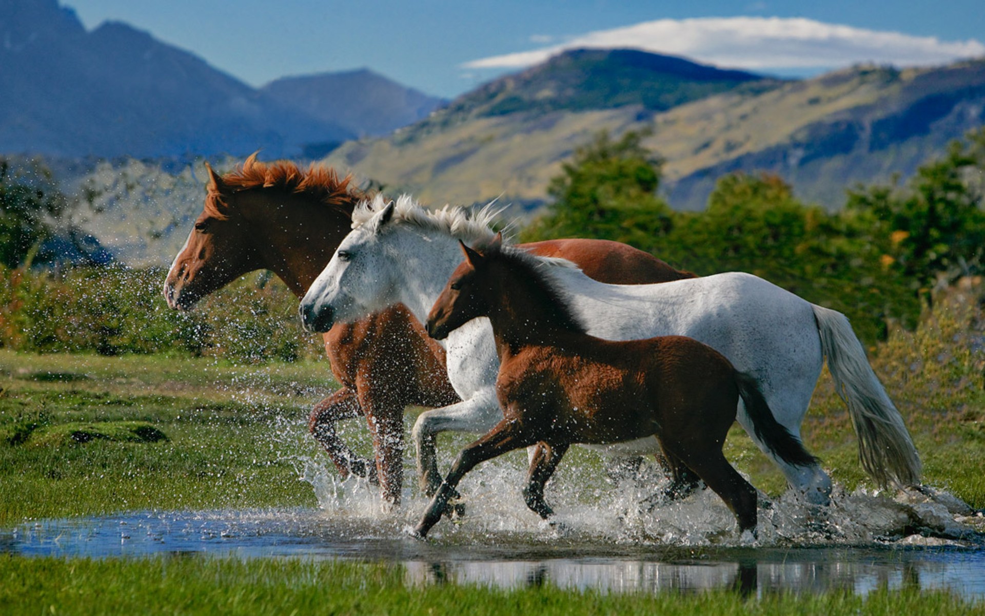 PCデスクトップに動物, 馬画像を無料でダウンロード