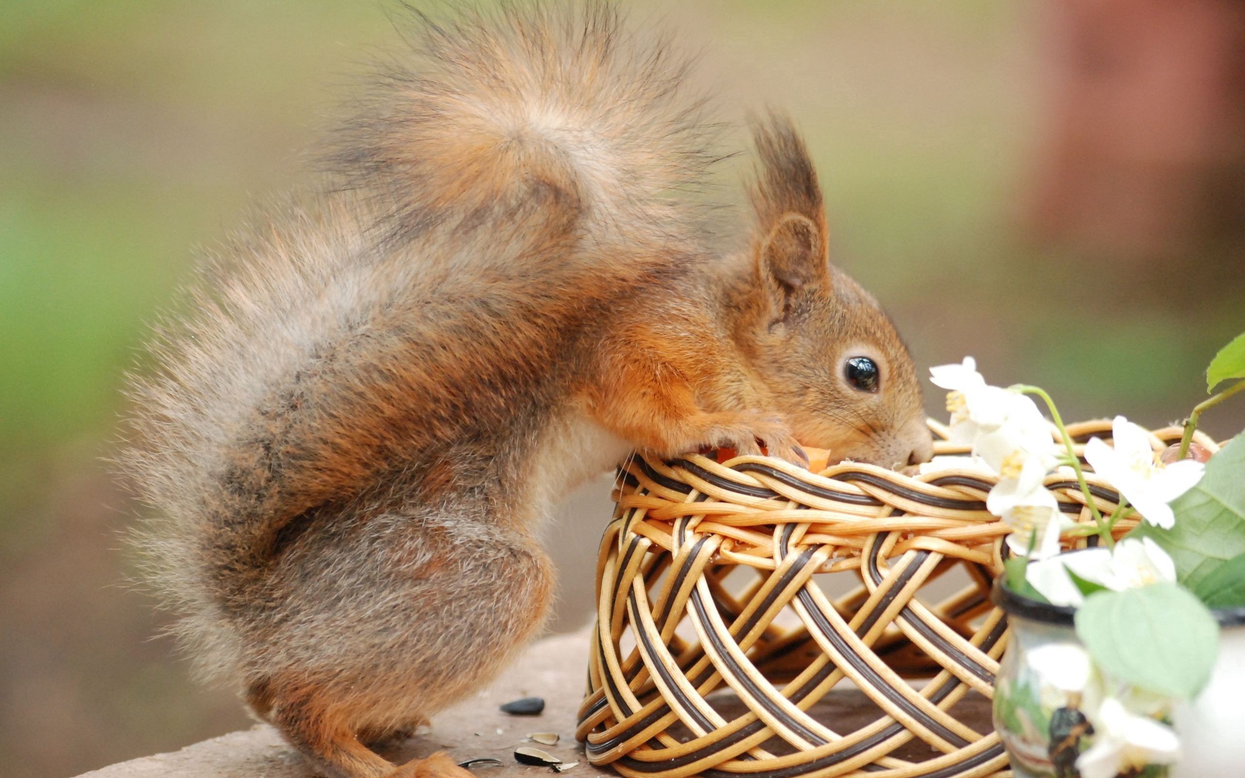 Download mobile wallpaper Basket, Tail, Curiosity, Animals, Flowers, Squirrel for free.