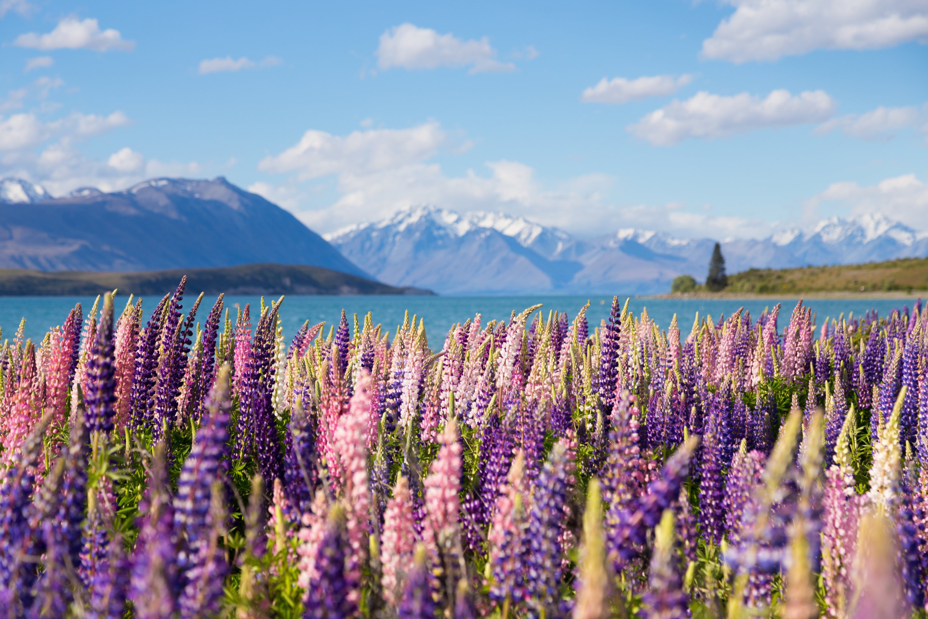 Download mobile wallpaper Nature, Mountain, Lake, Flower, New Zealand, Earth, Lupine for free.