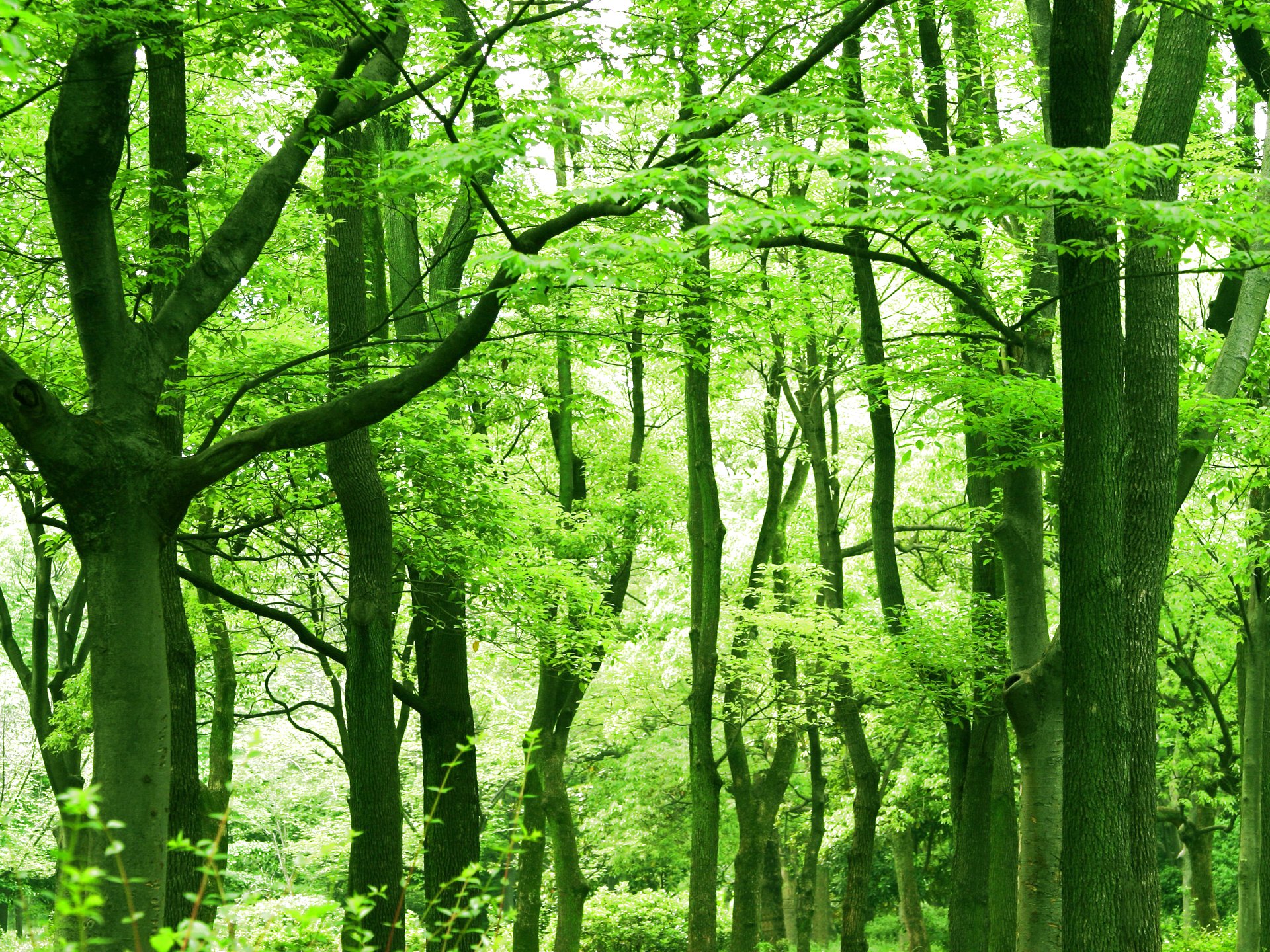 無料モバイル壁紙木, 森, 地球をダウンロードします。